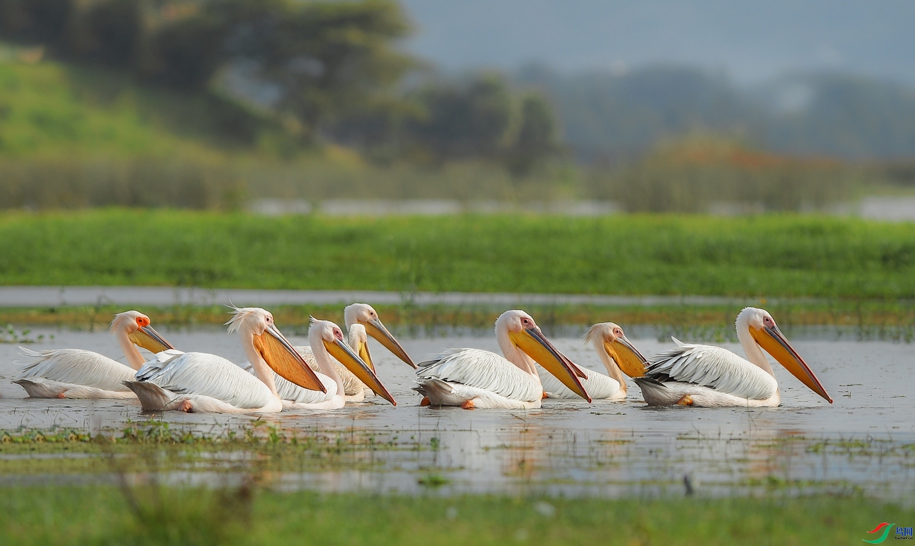 5.18����ͬ��yy��ʦ��Ʒ   ���ް����� ��ף���ٻ��Ա������.jpg