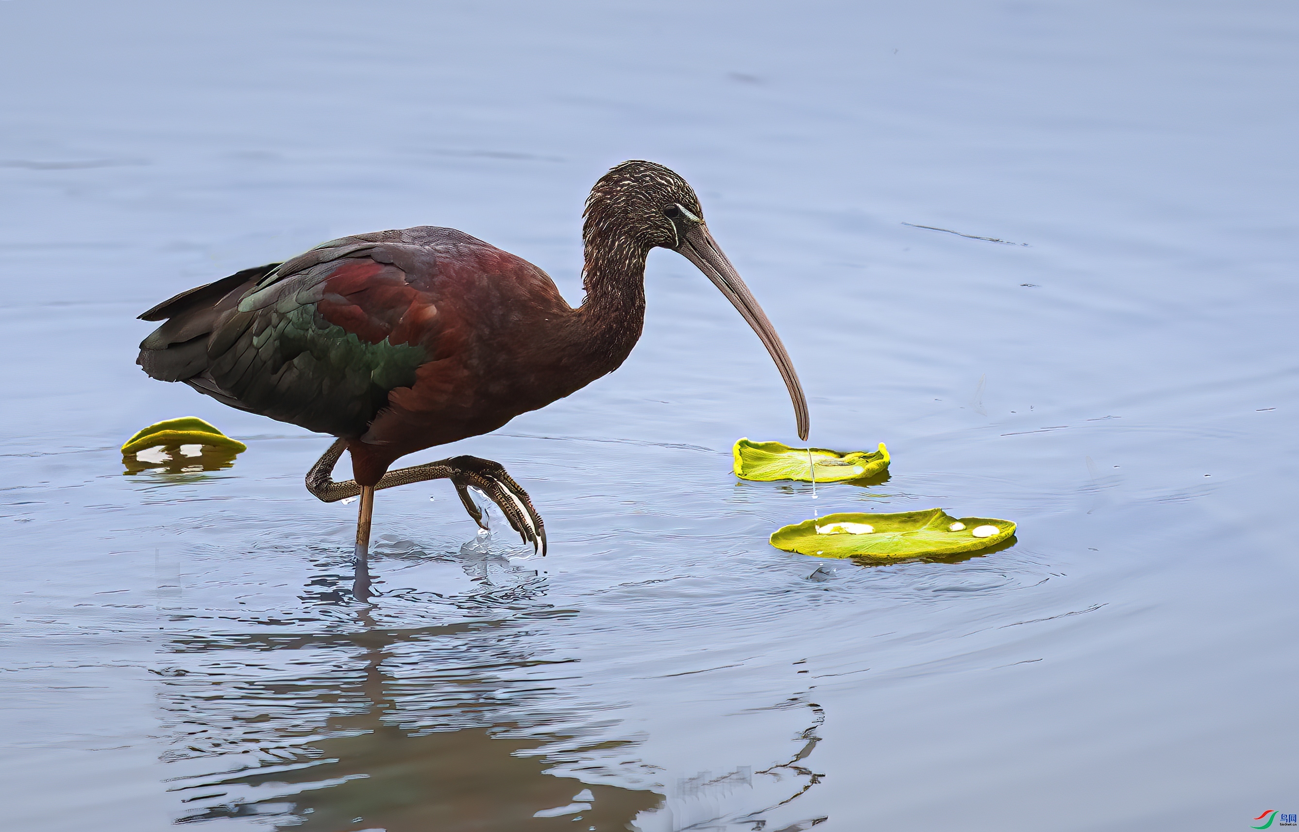 5.19�������ʦ��Ʒ   ׼���ϲ� ��ף���ٻ����������.jpg