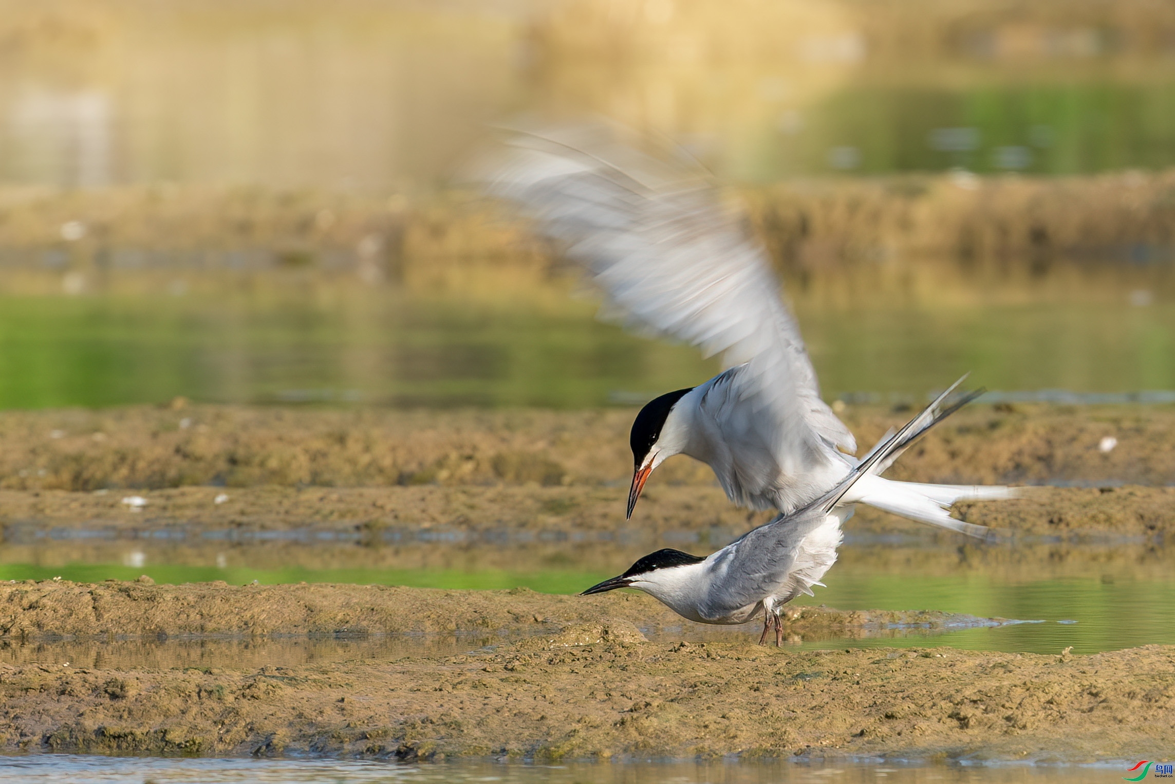 5.19����������ʦ��Ʒ   ����΢������Ũ ��ף���ٻ���Ӱʦ������.jpg