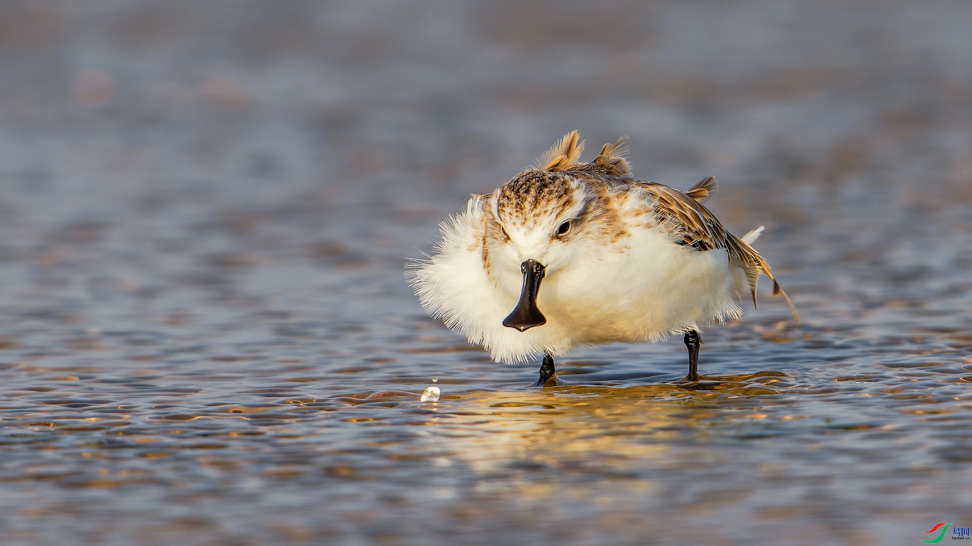 5.19����627��ʦ��Ʒ   ˧С�� ��ף���ٻ�ÿ�ռ�����.jpg