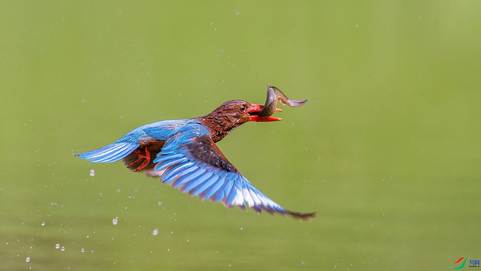 5.21�ƽ�Ҷ��ʦ��Ʒ   ��������� ��ף���ٻ����Ѿ�����.jpg