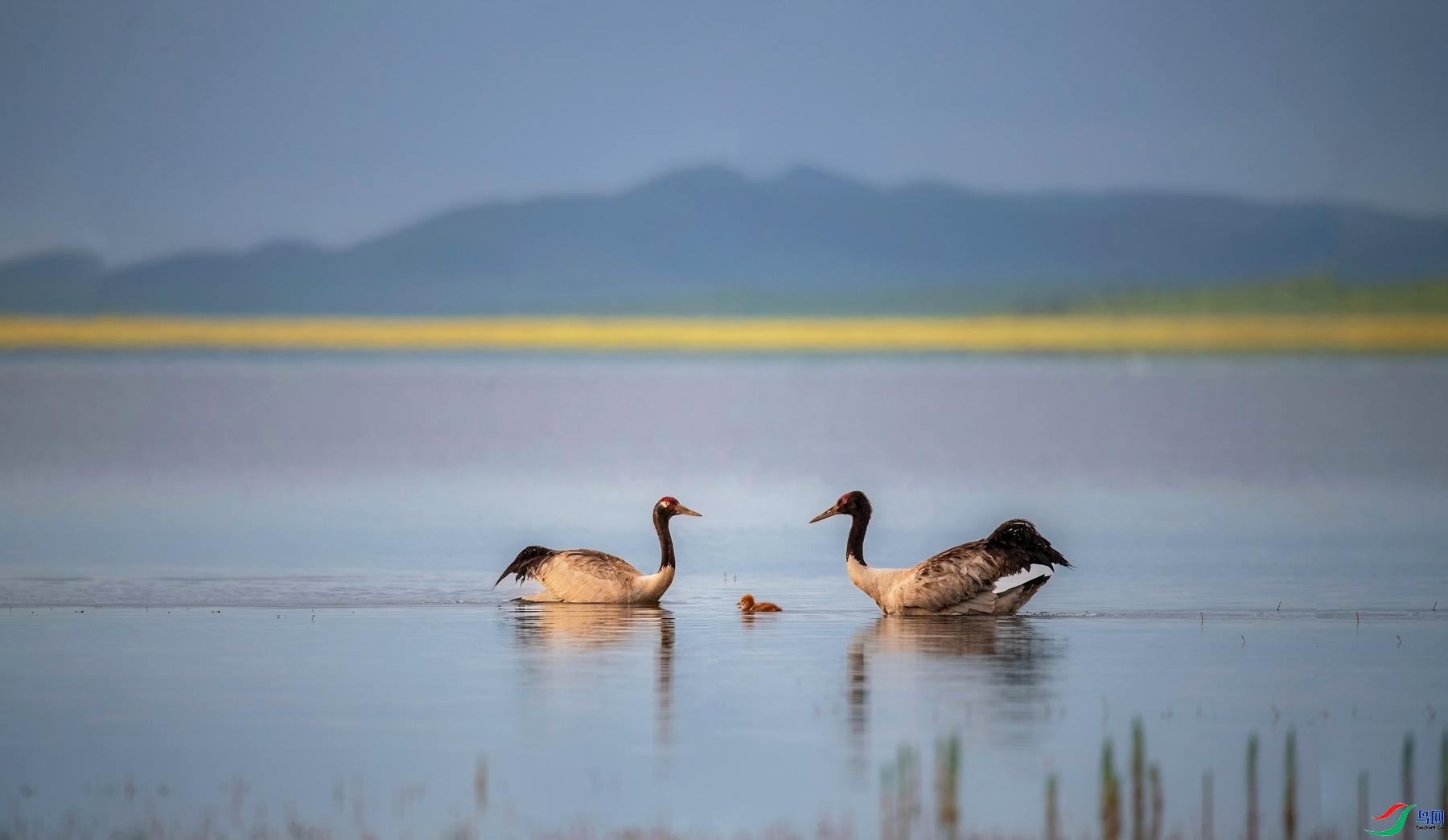 5.21����ͬ��yy��ʦ��Ʒ   �ھ��ס����� ��ף���ٻ��Ա������.jpg