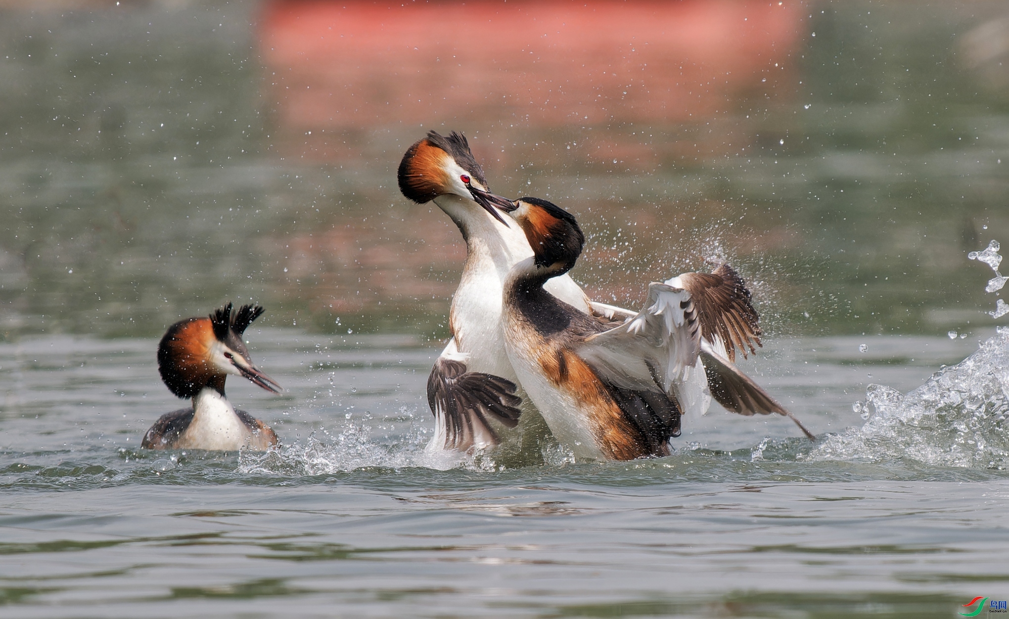 5.21�����ʦ��Ʒ   ������ ��ף���ٻ��Ա������.jpg