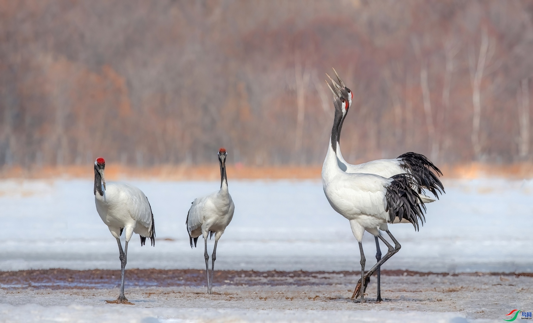 5.22����ͬ��yy��ʦ��Ʒ  ������,�߸� ��ף���ٻ��Ա������.jpg