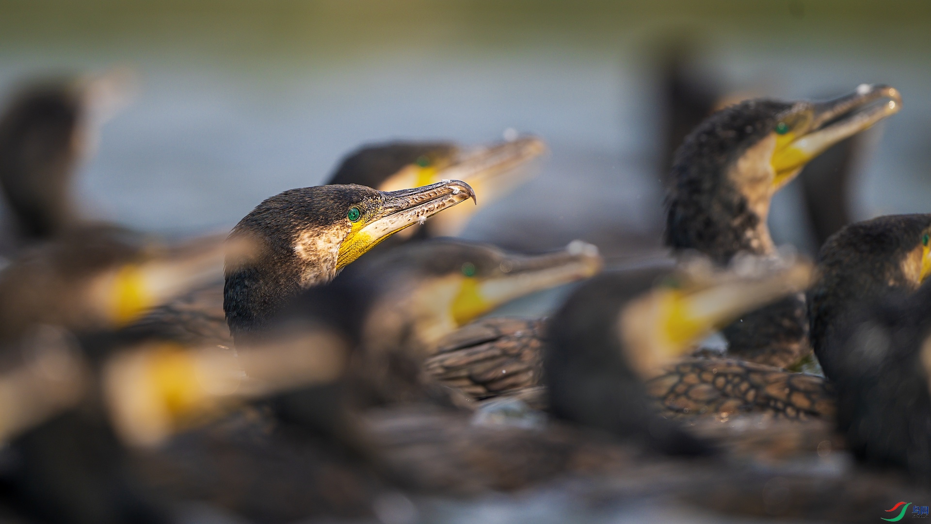 1_XXL3377 ����.jpeg