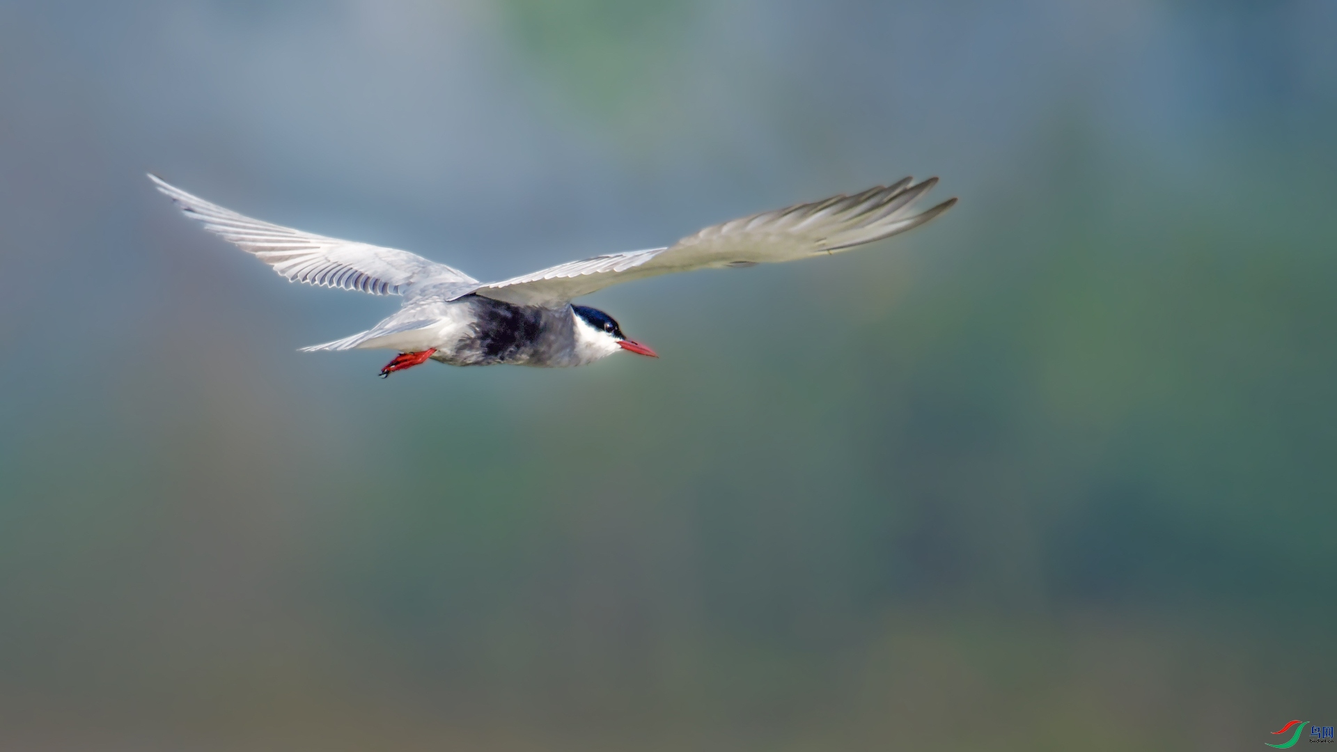 2_XXL8599 (2) ����.jpeg