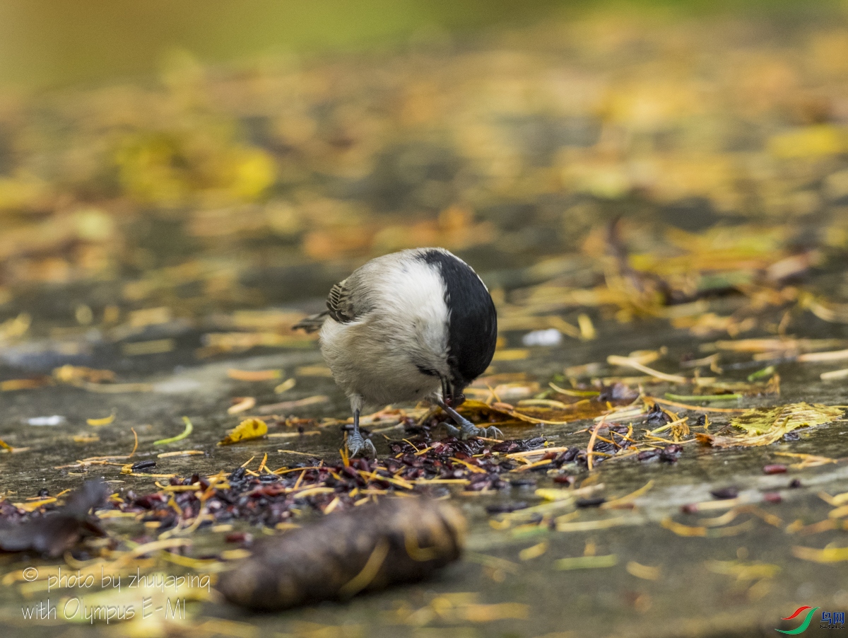 PA041081.jpg