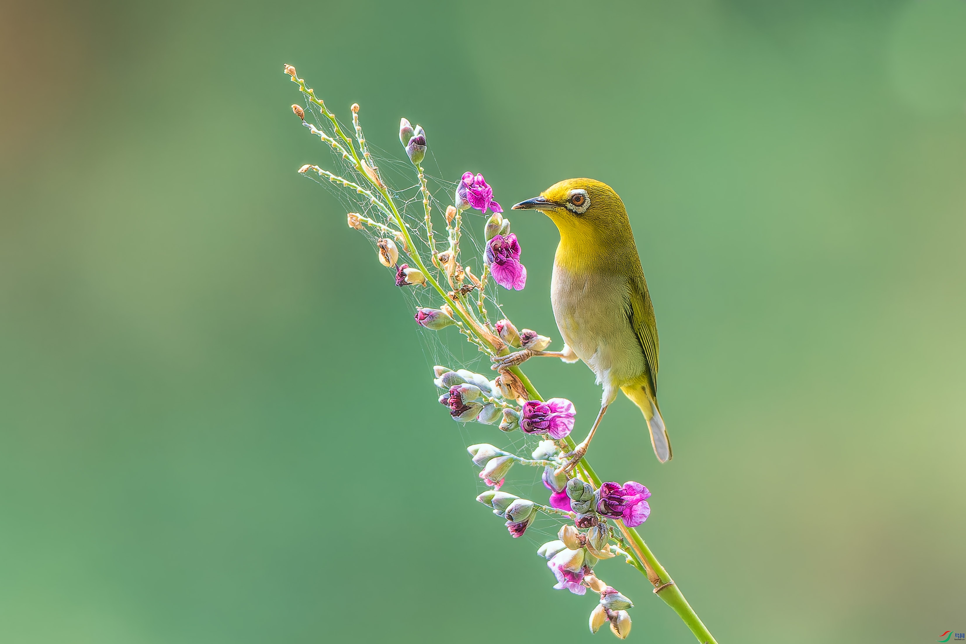 P3151870-ORF ����.jpg