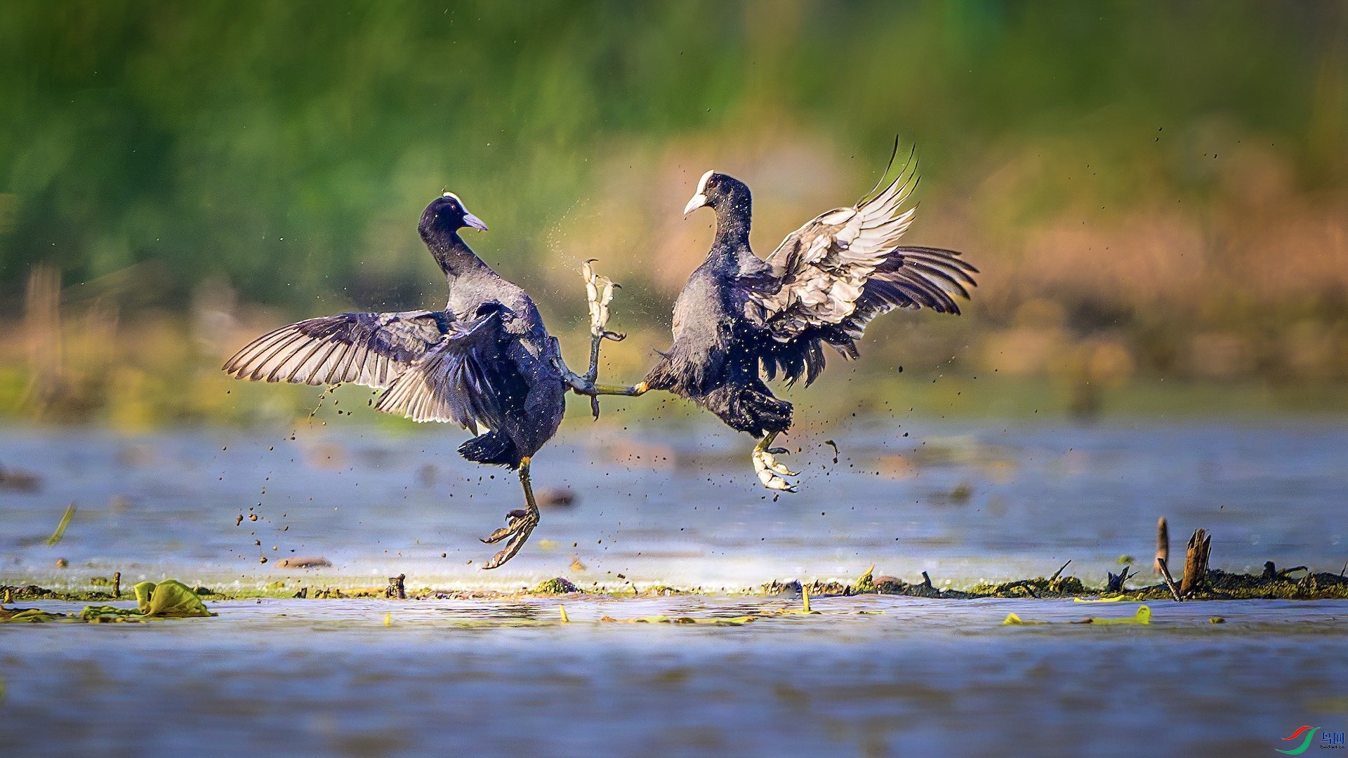 9_XXL6253-����ǿ-NR ���� 2.psd3 ����.jpeg