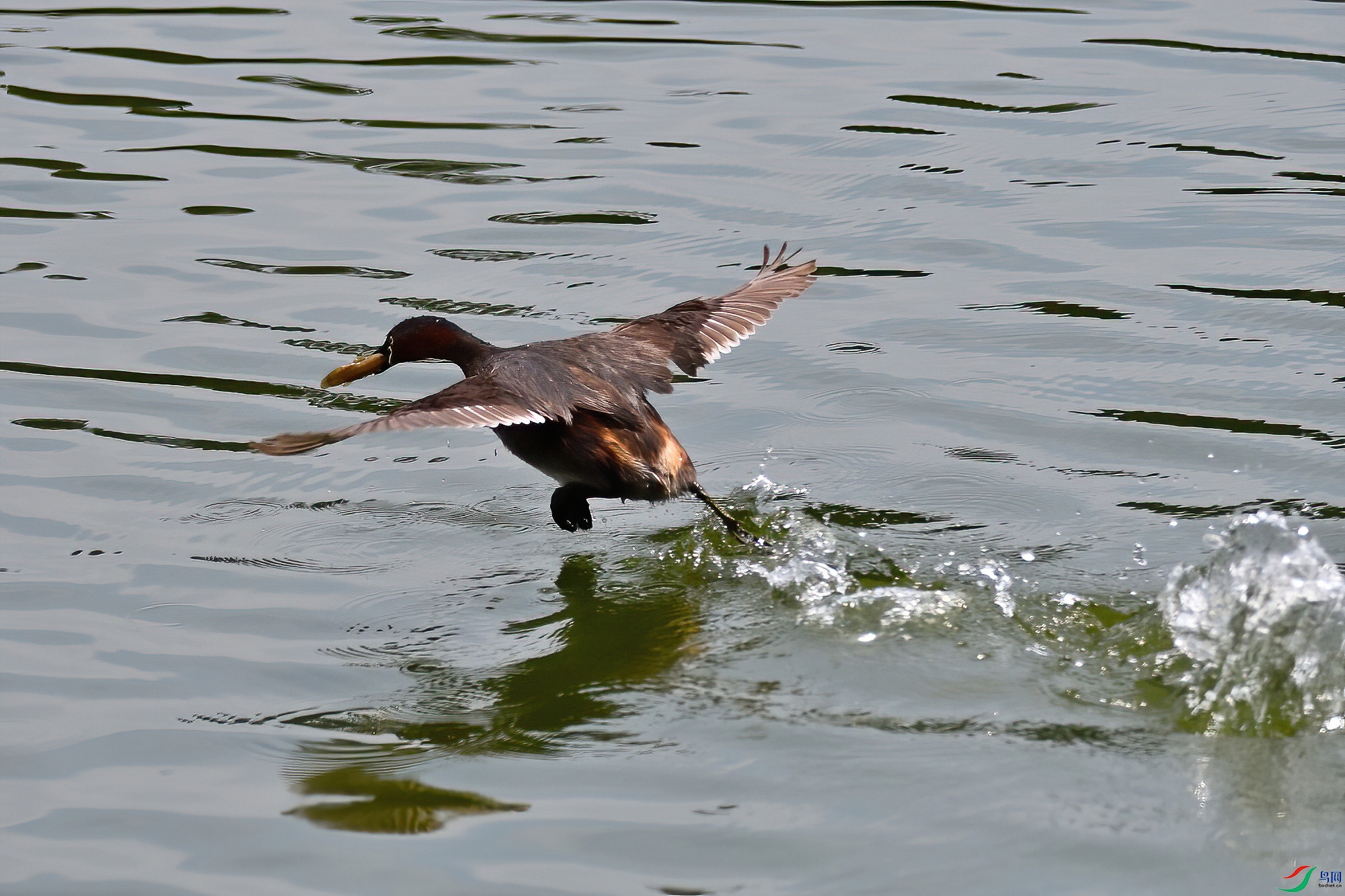DSC_9106zzp.jpg