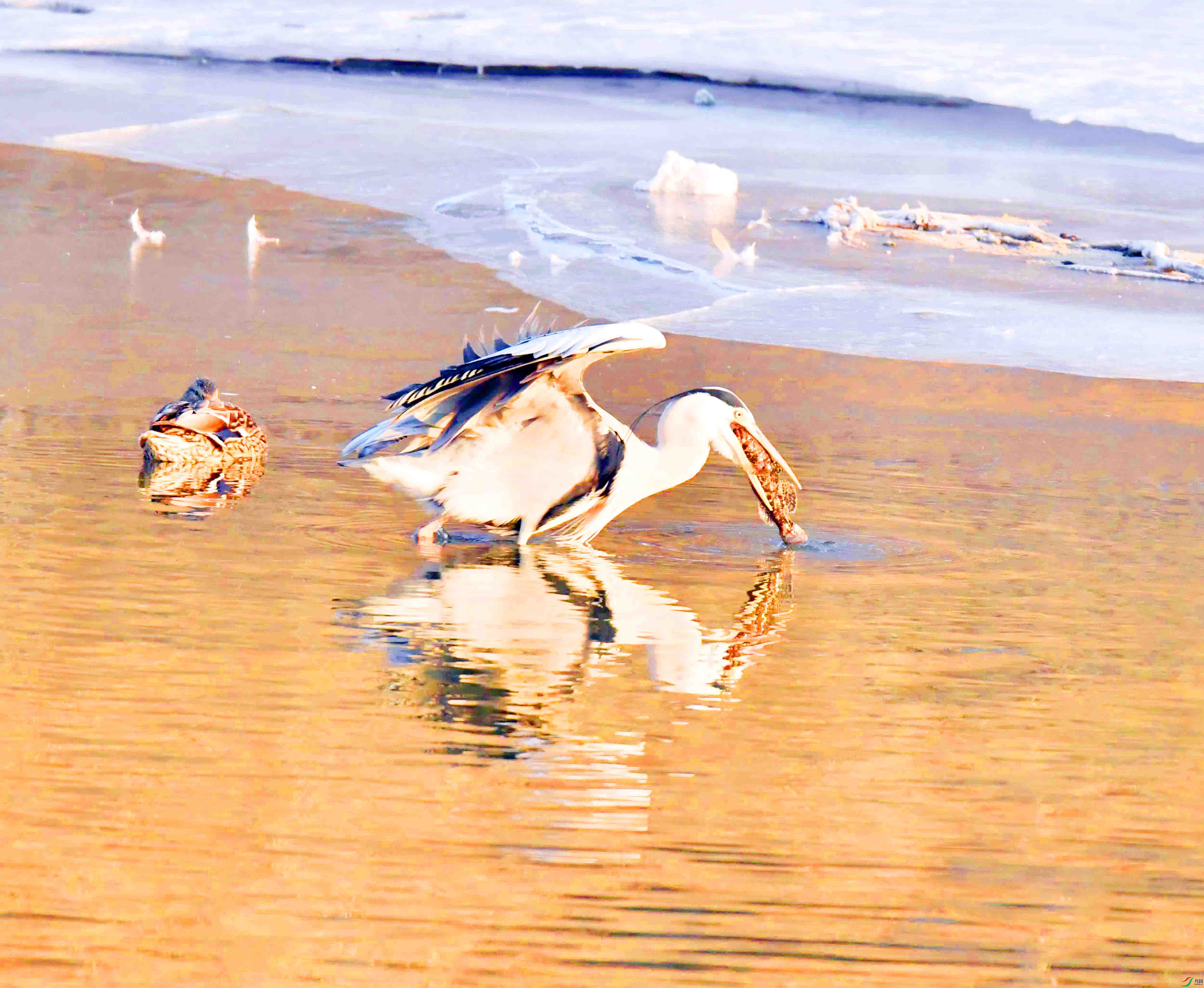 DSC_1614.JPG