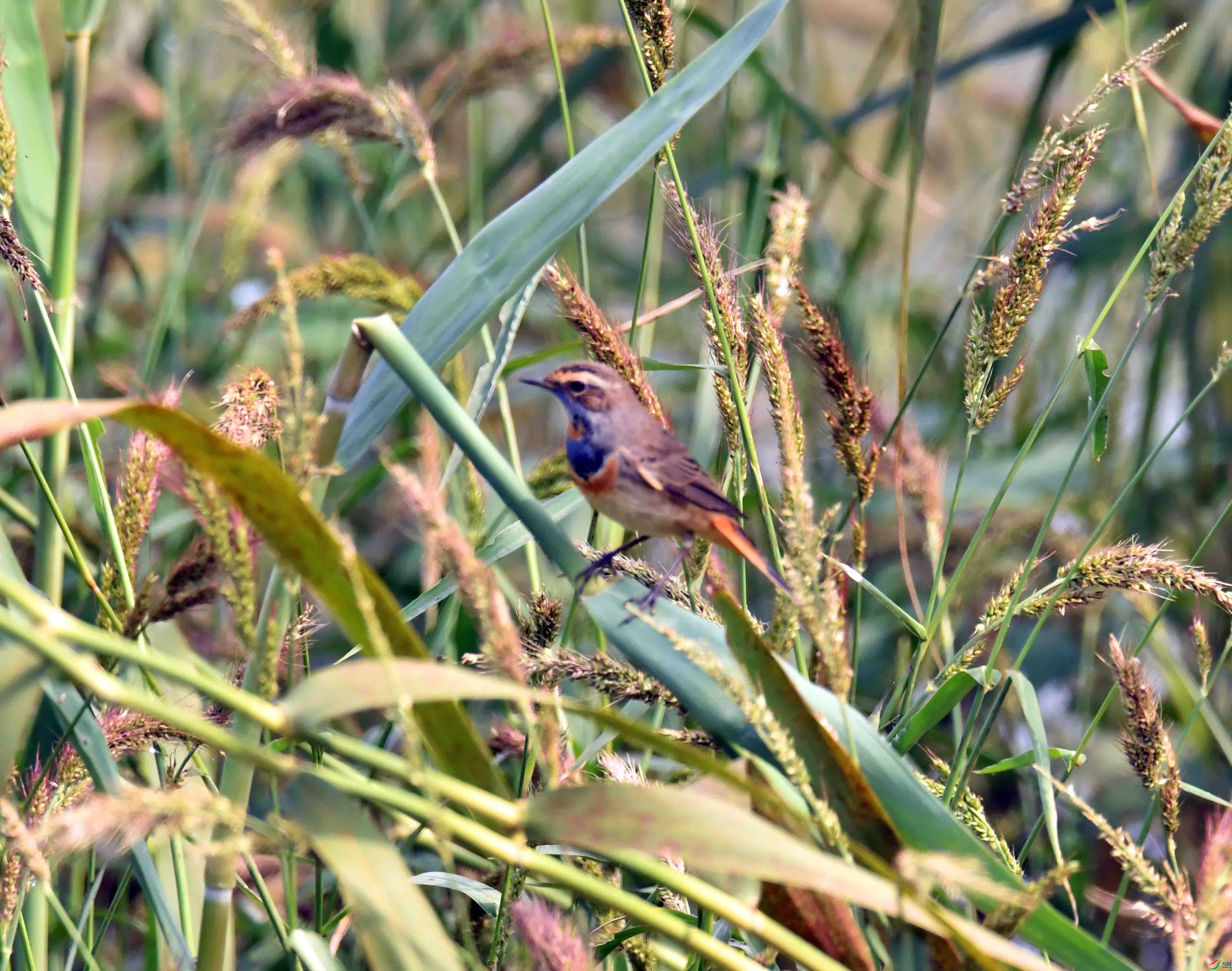 DSC_6288.JPG