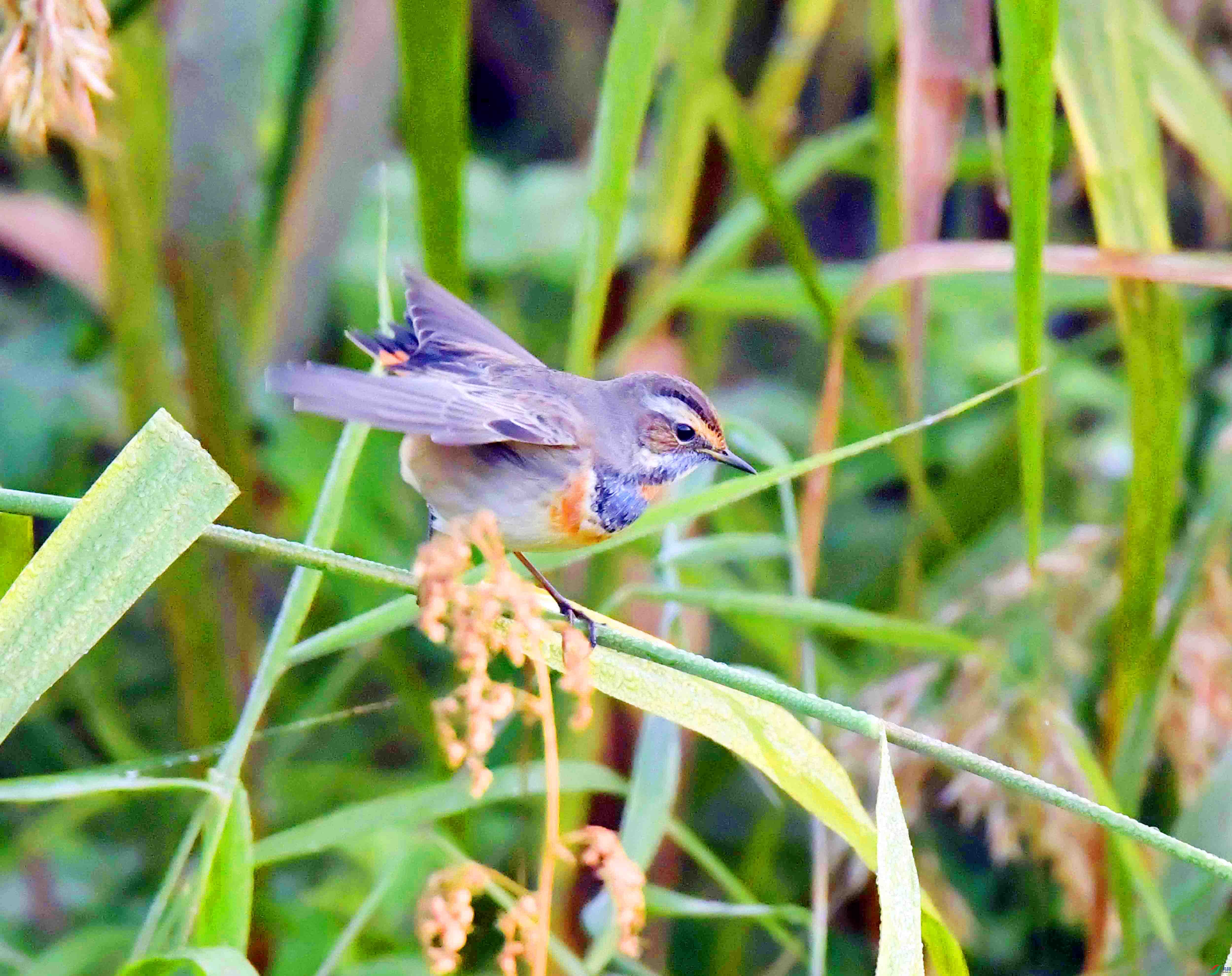 DSC_7183.JPG