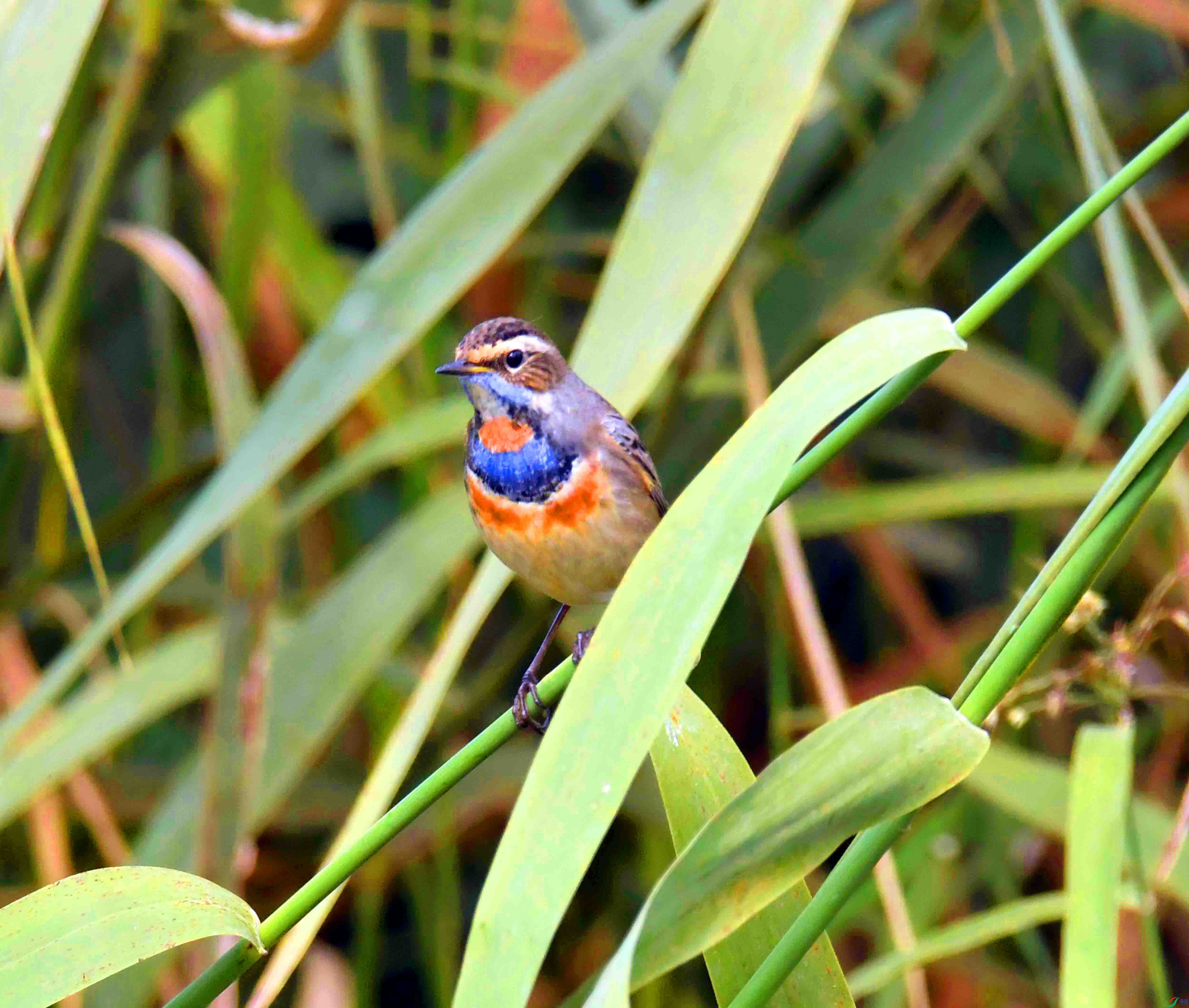 DSC_8244.JPG