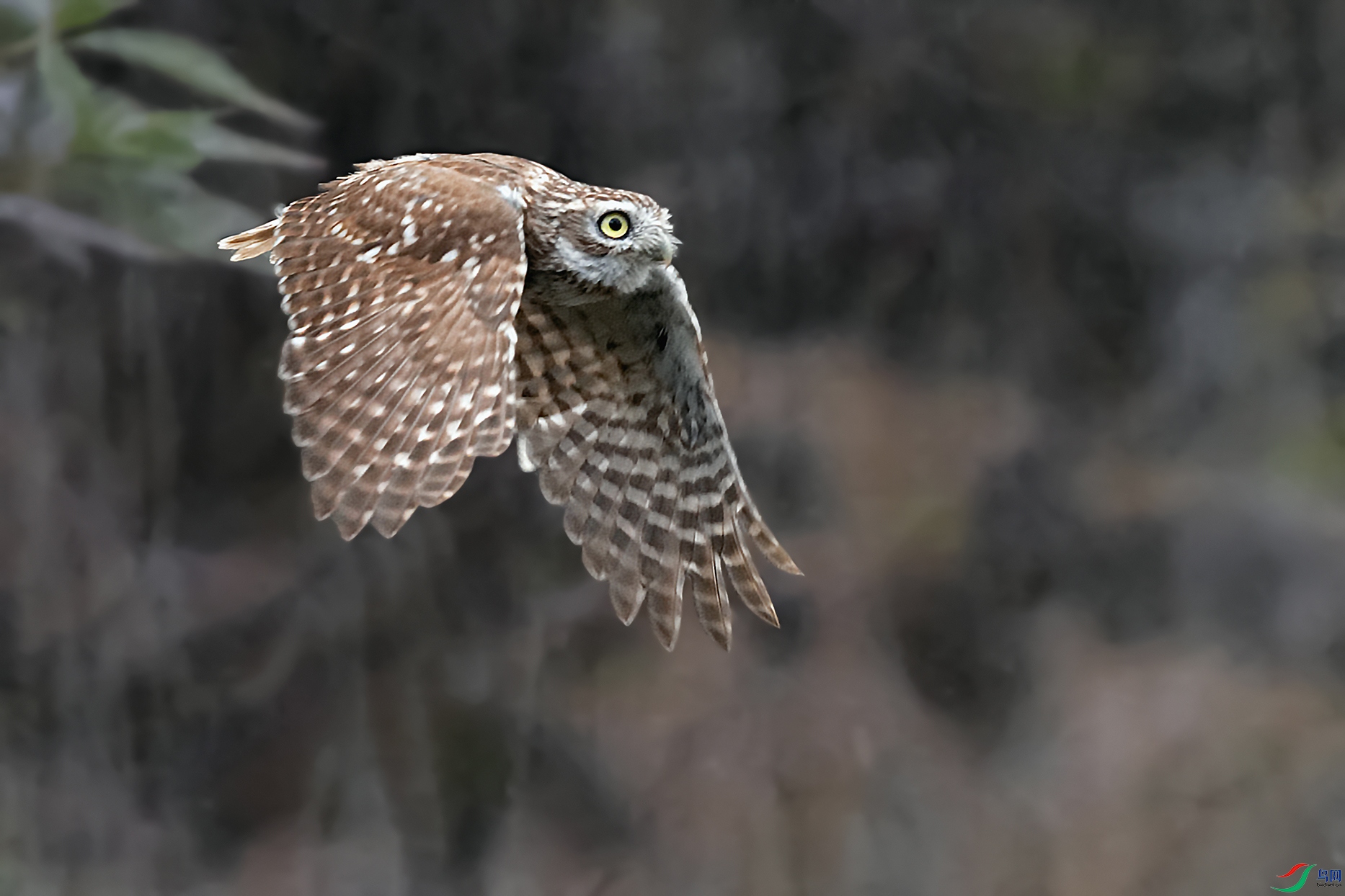 DSC_7632_DxOa.jpg