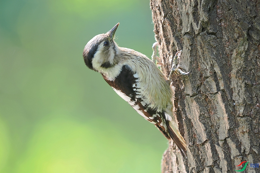 P5020797 - ���� - ����.JPG