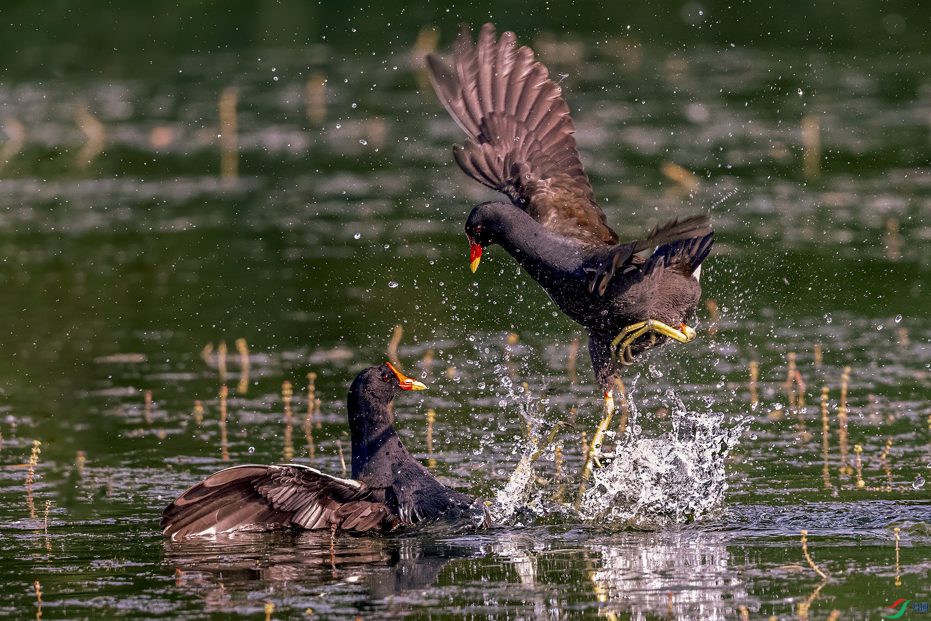 DSC_0754-1.jpg