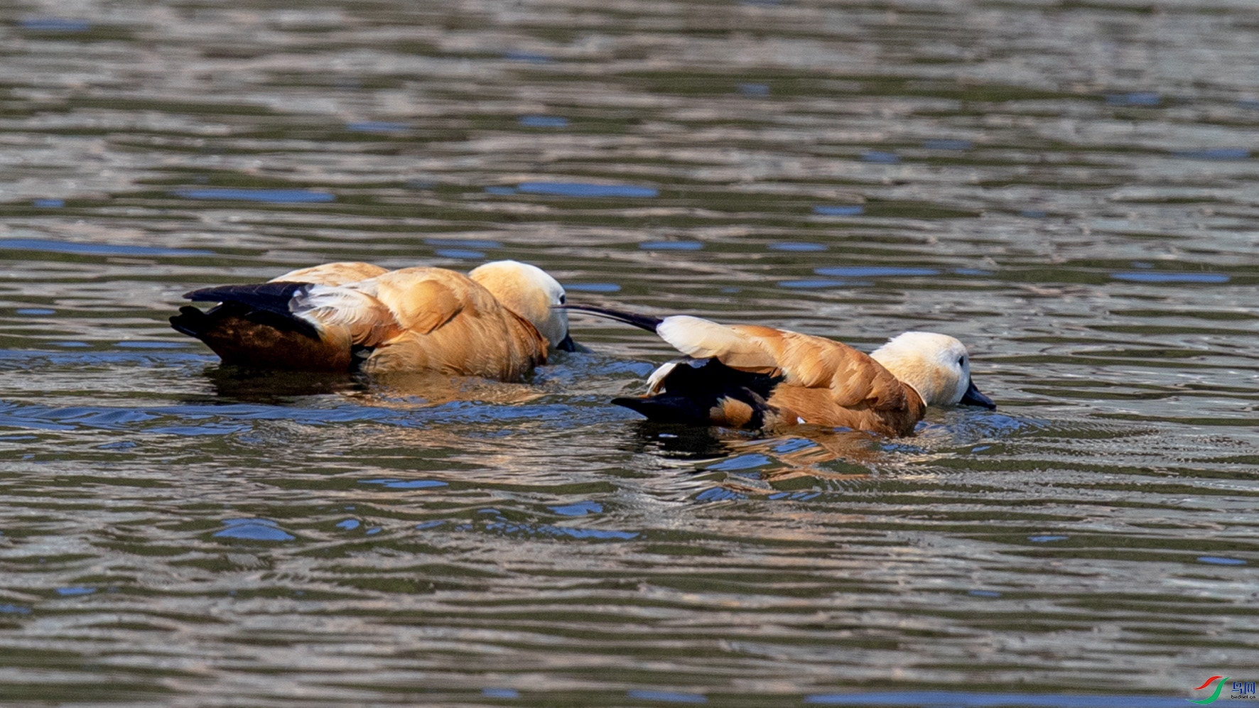 _90I6359 ����.jpg