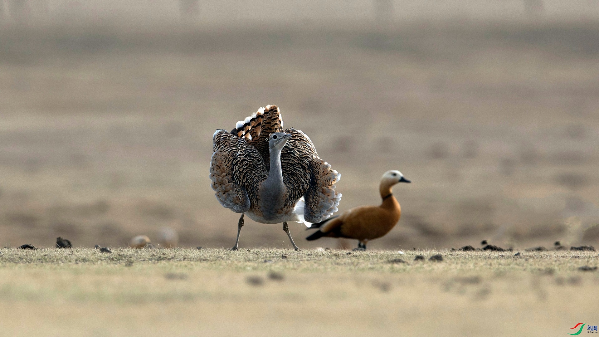 CI5A3967 - ���� - ����.jpg