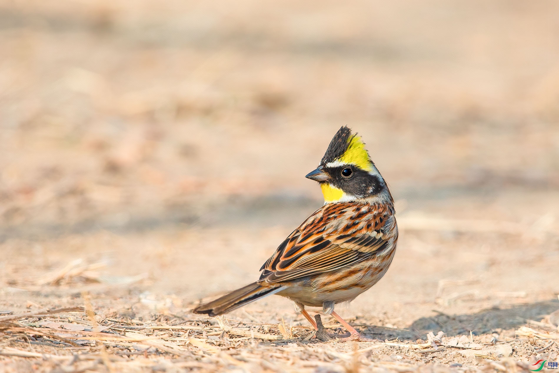 AQ4P8539-1.jpg
