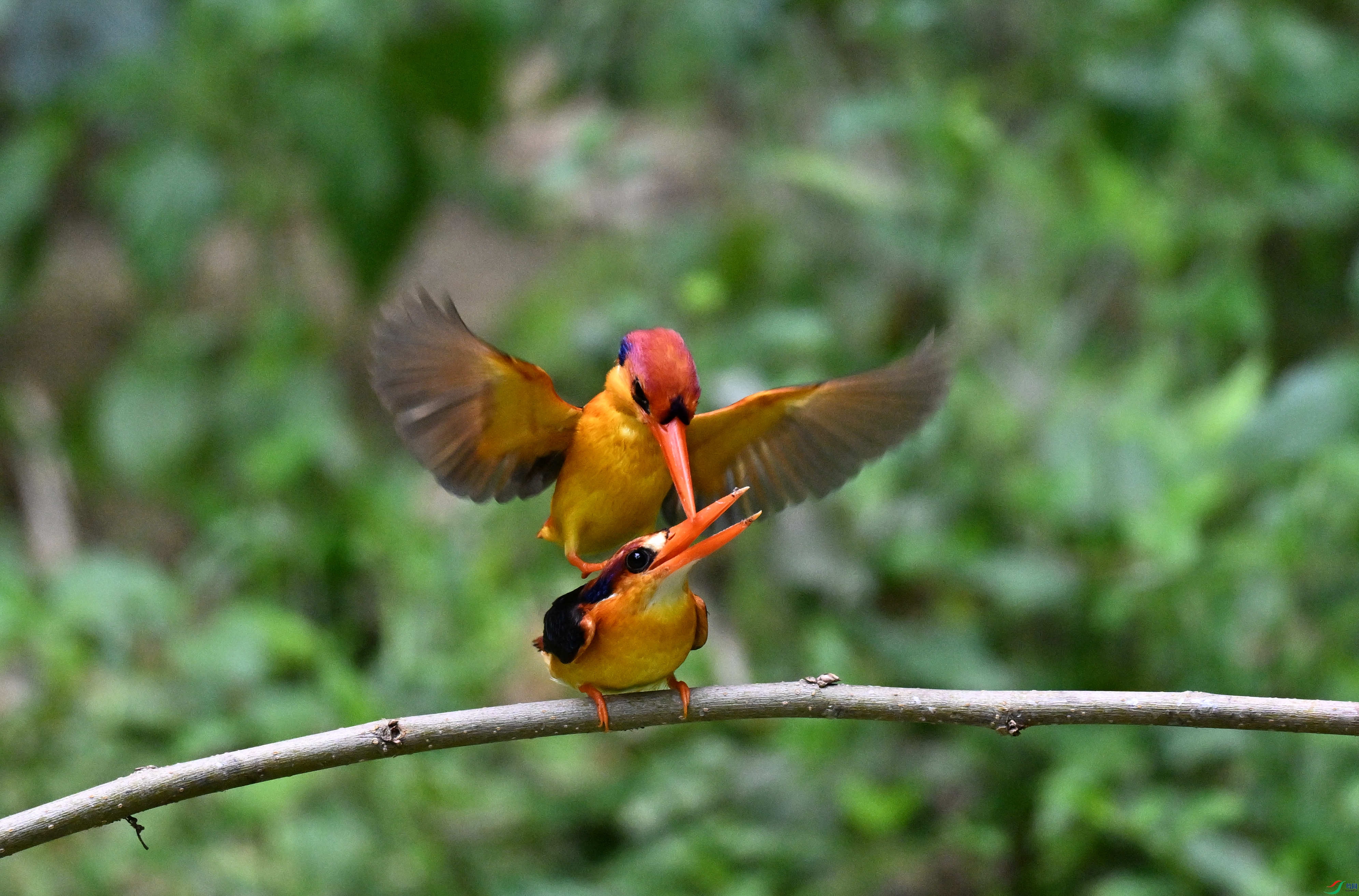 ��ֺ���� �ǰ� (1).JPG