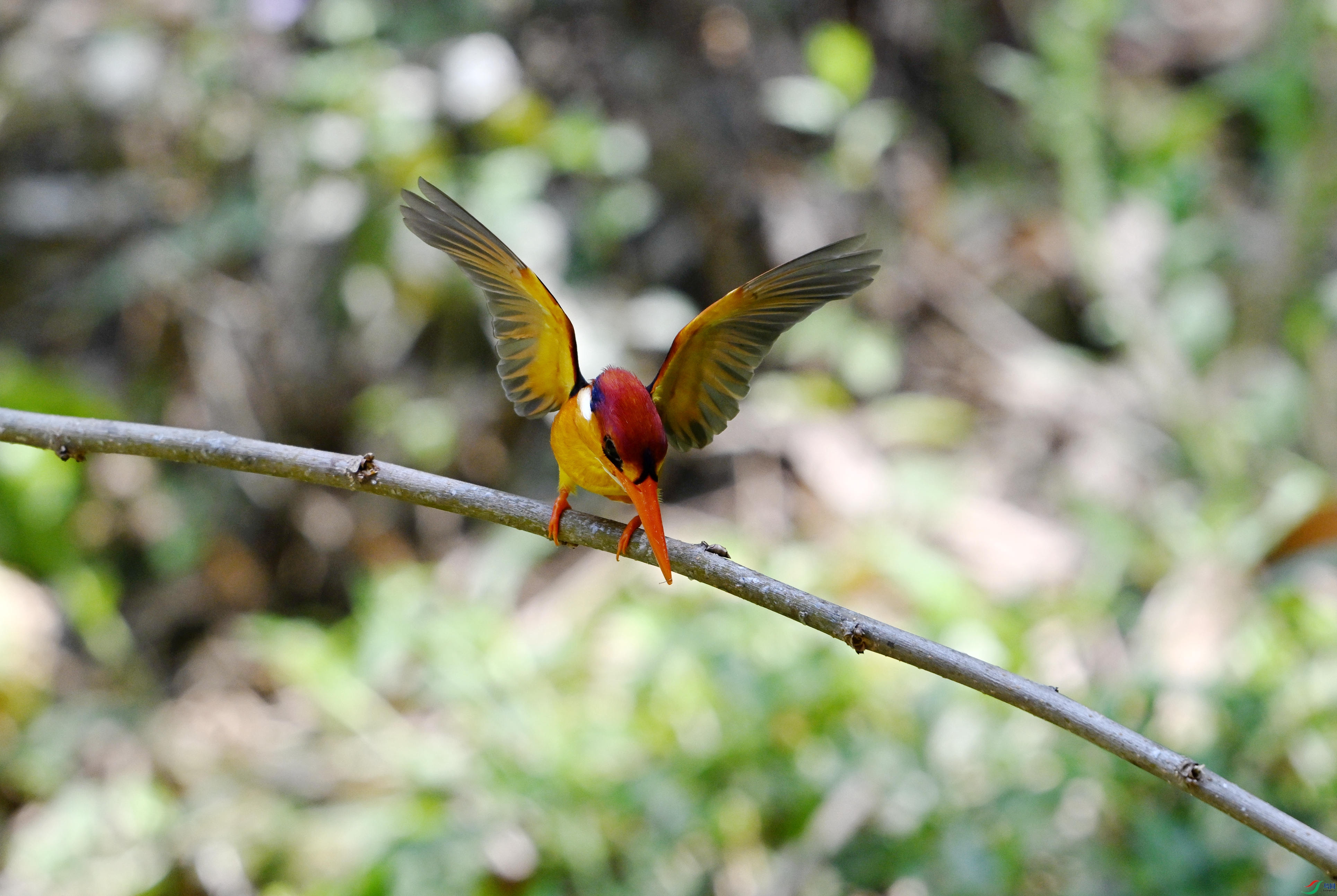 ��ֺ���� �ǰ� (2).JPG