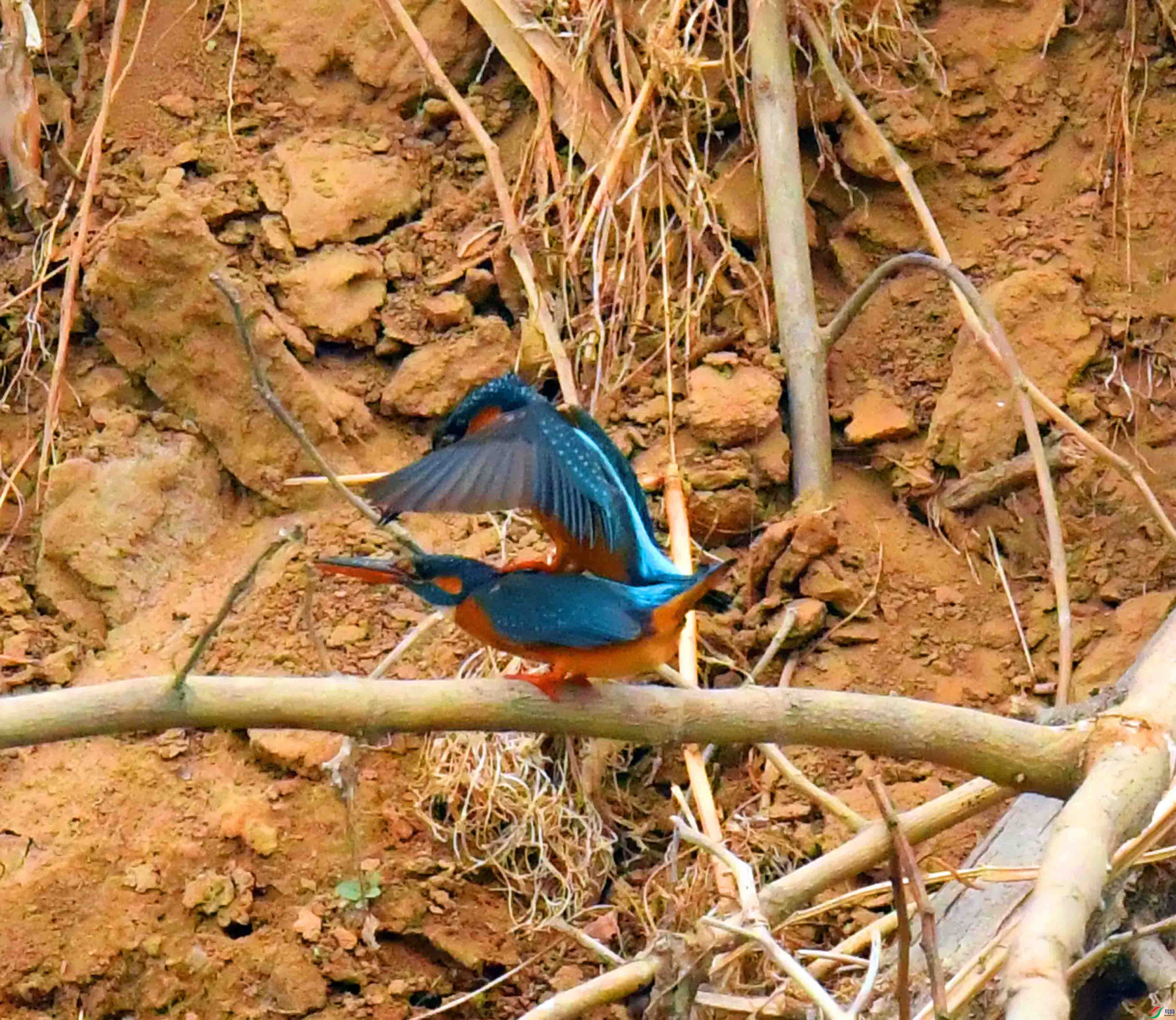DSC_9580.JPG