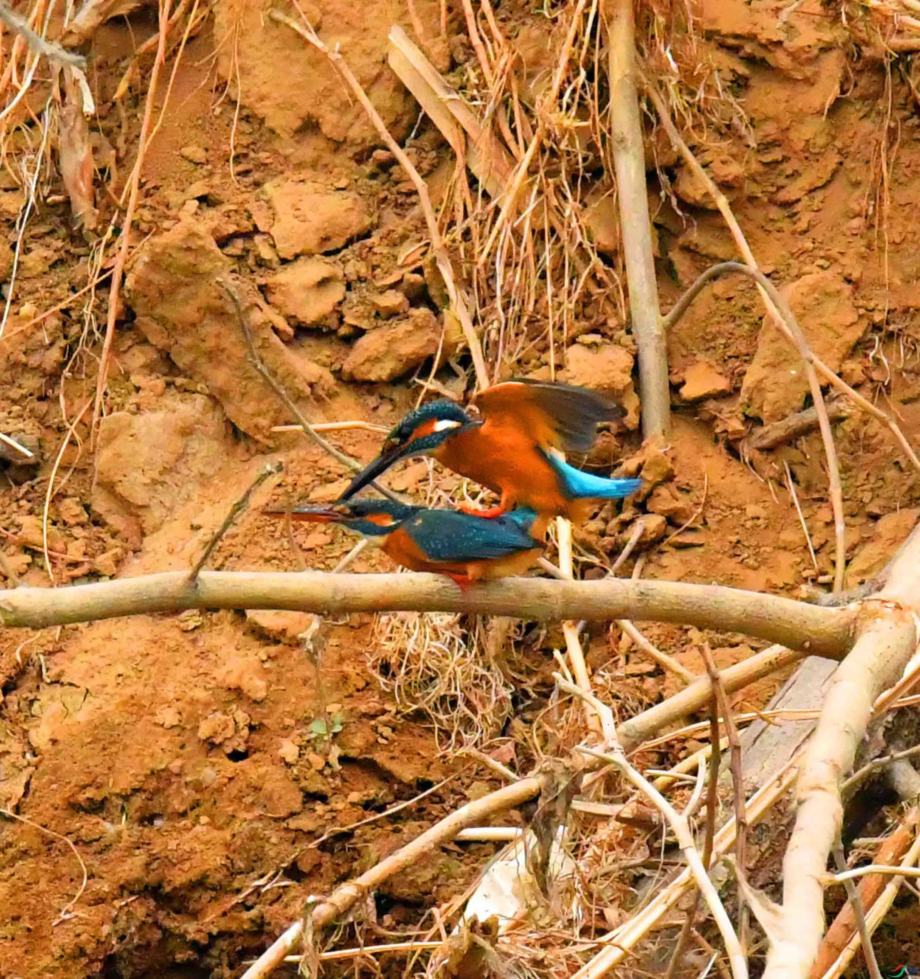DSC_9608.JPG