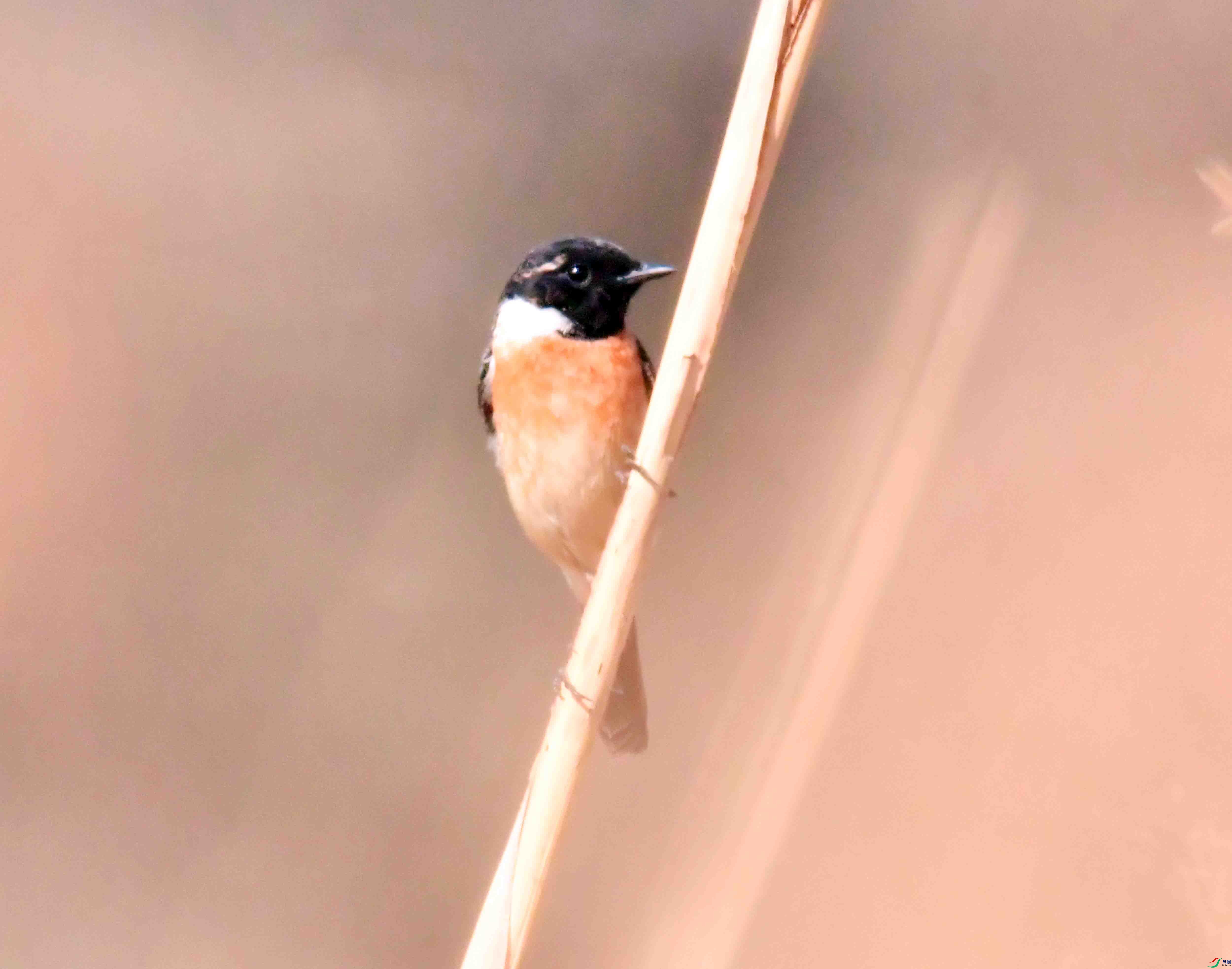 DSC_6450.JPG