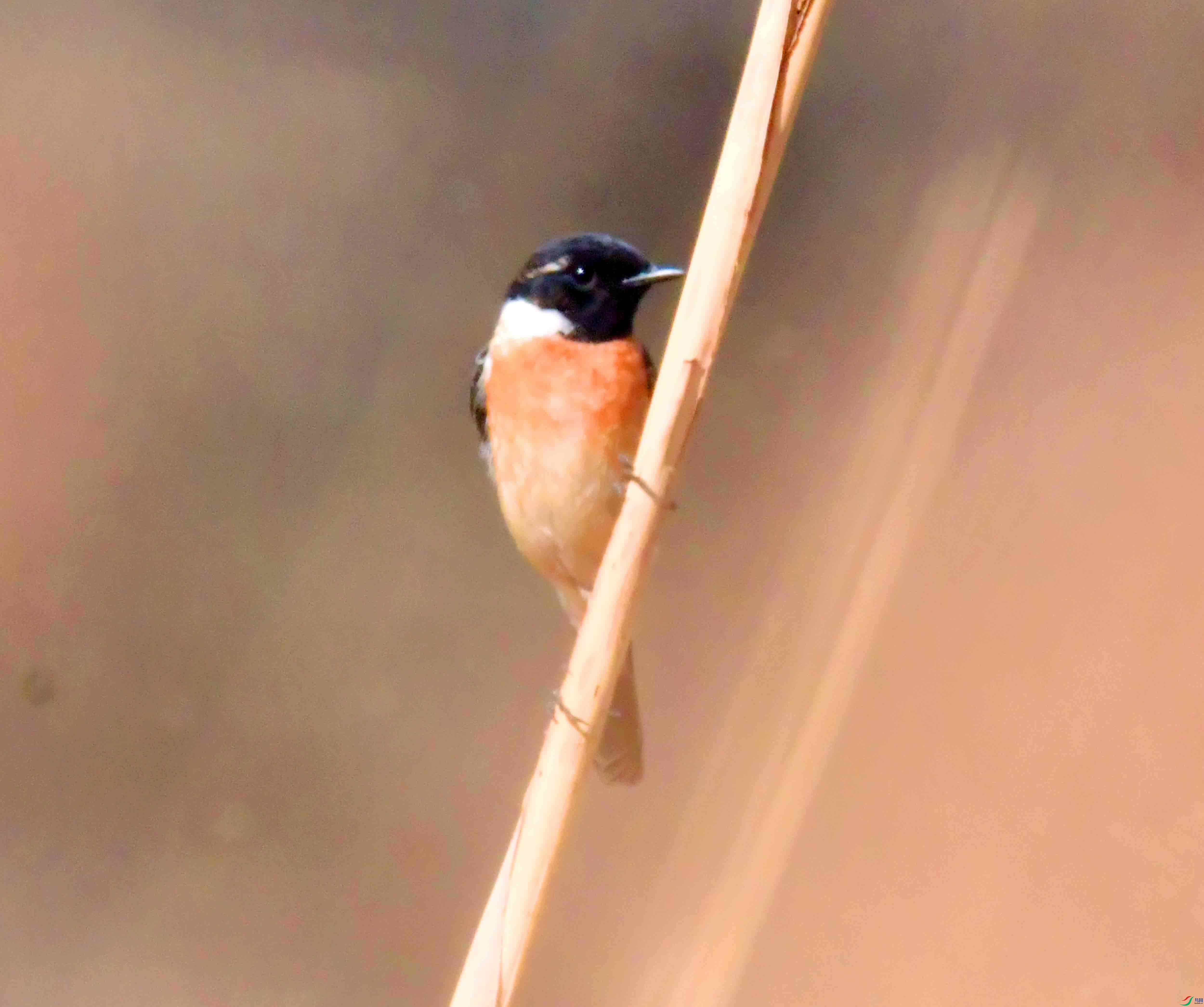 DSC_6453.JPG