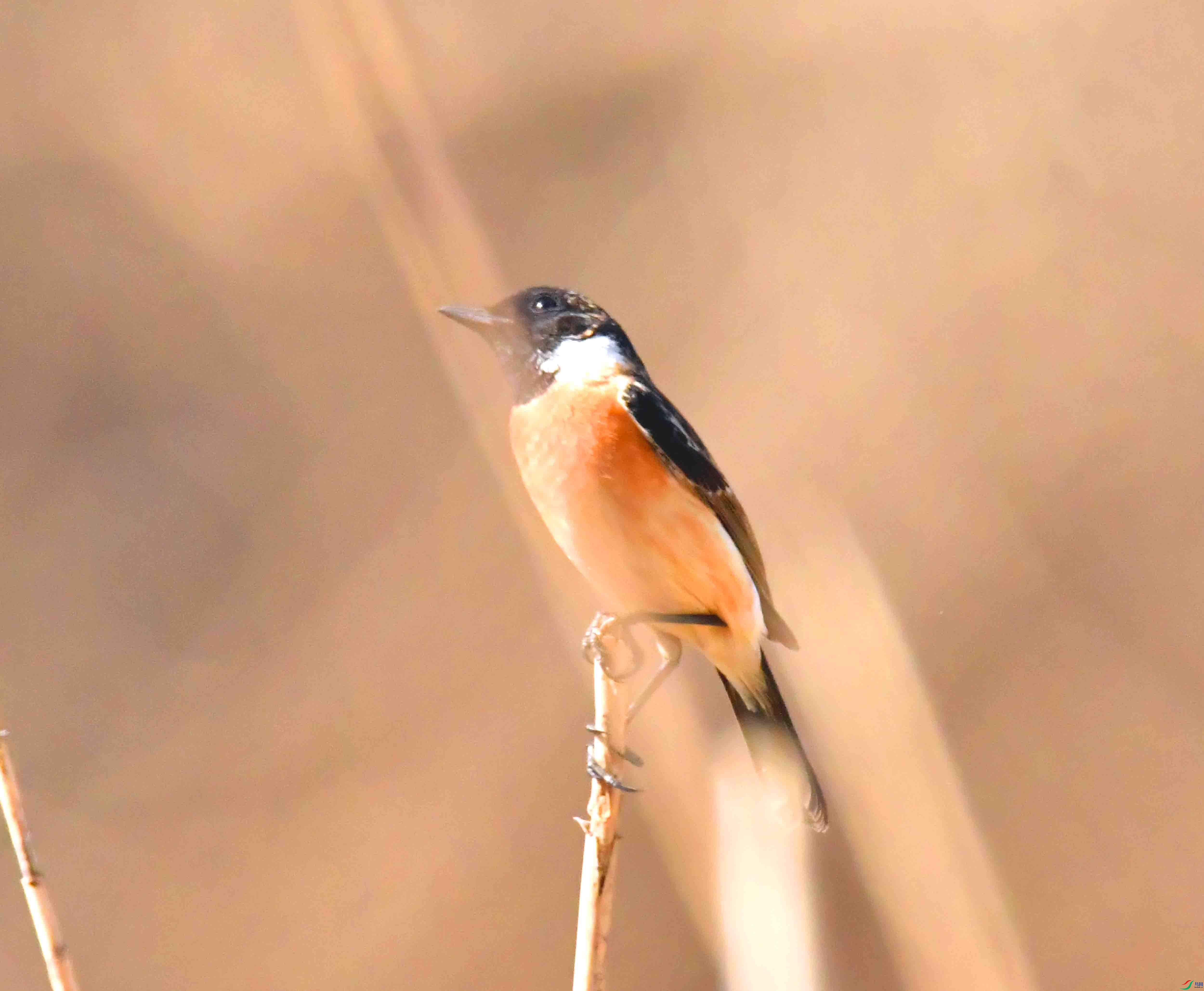 DSC_6473.JPG