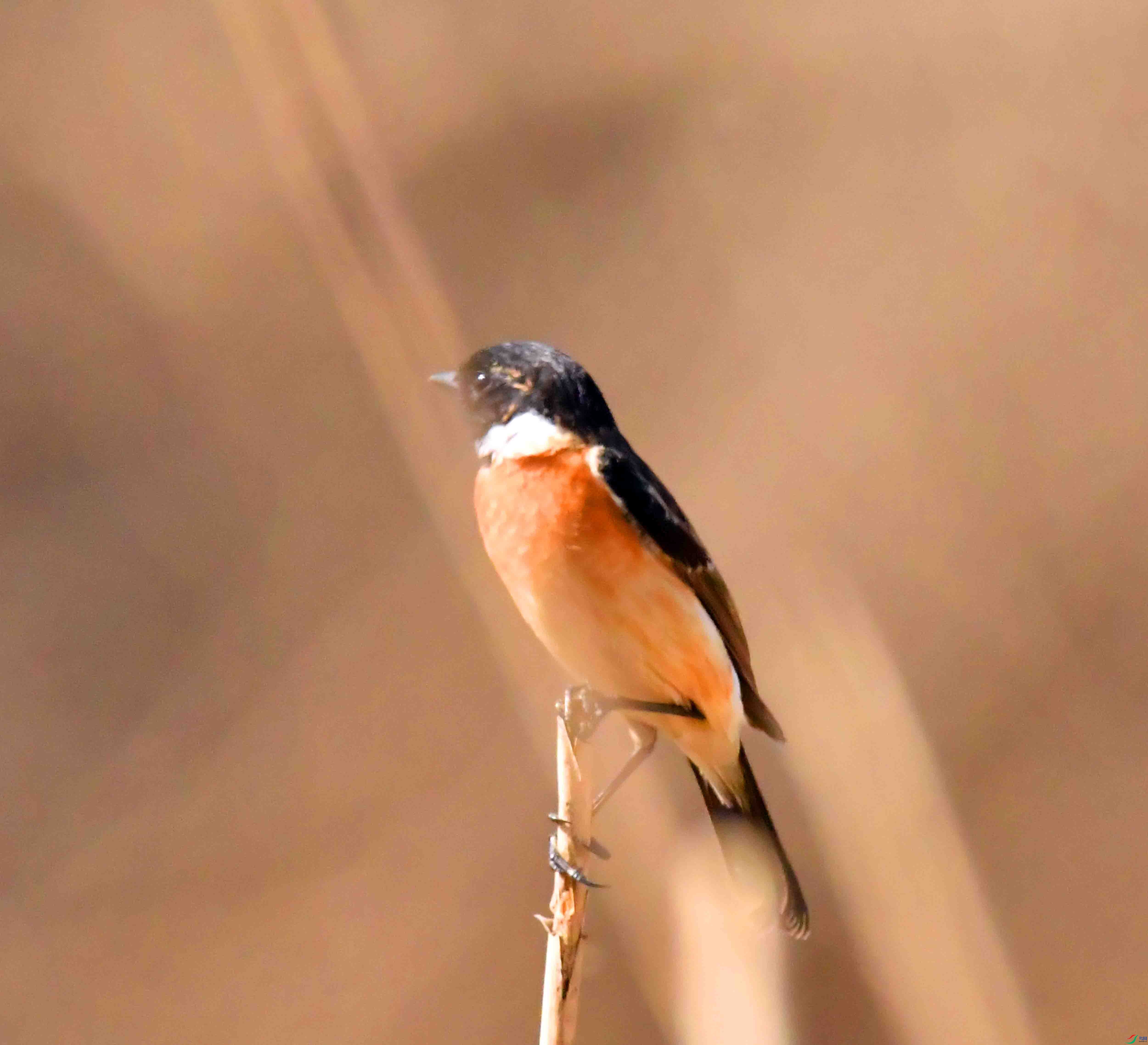DSC_6471.JPG