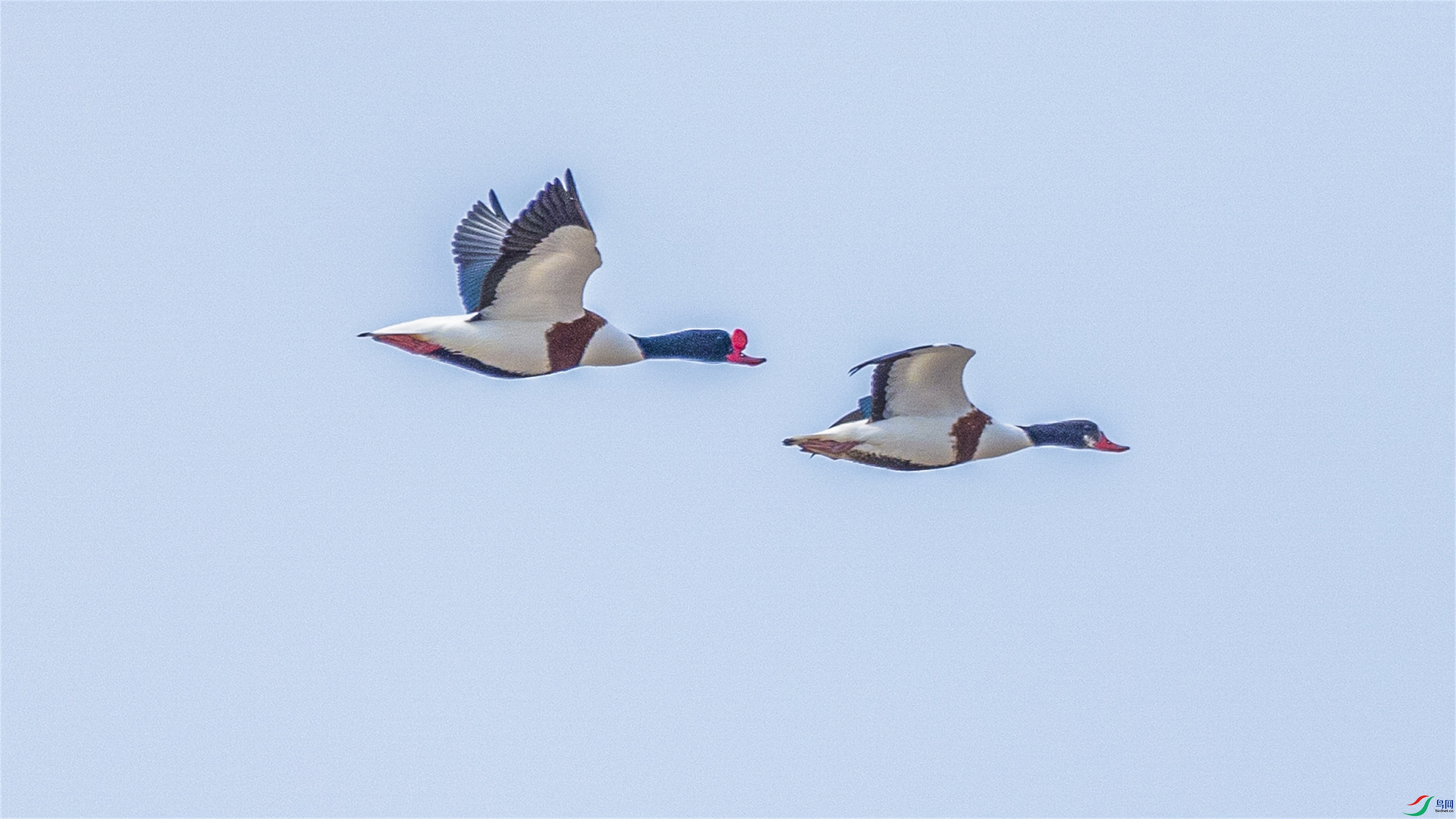 1K3A2156 ����1.jpg