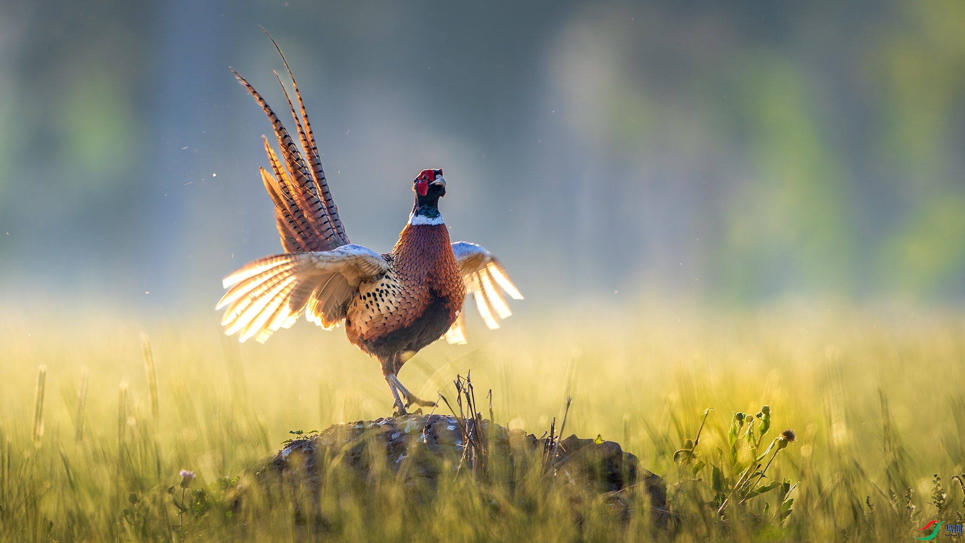 1_XXL1332-����ǿ-NR ����.jpeg