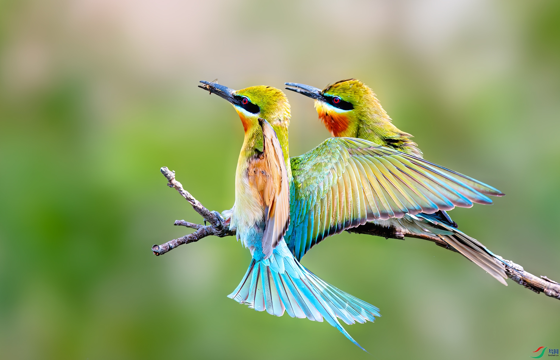 DSC_7031a-����ǿ-NR.jpg