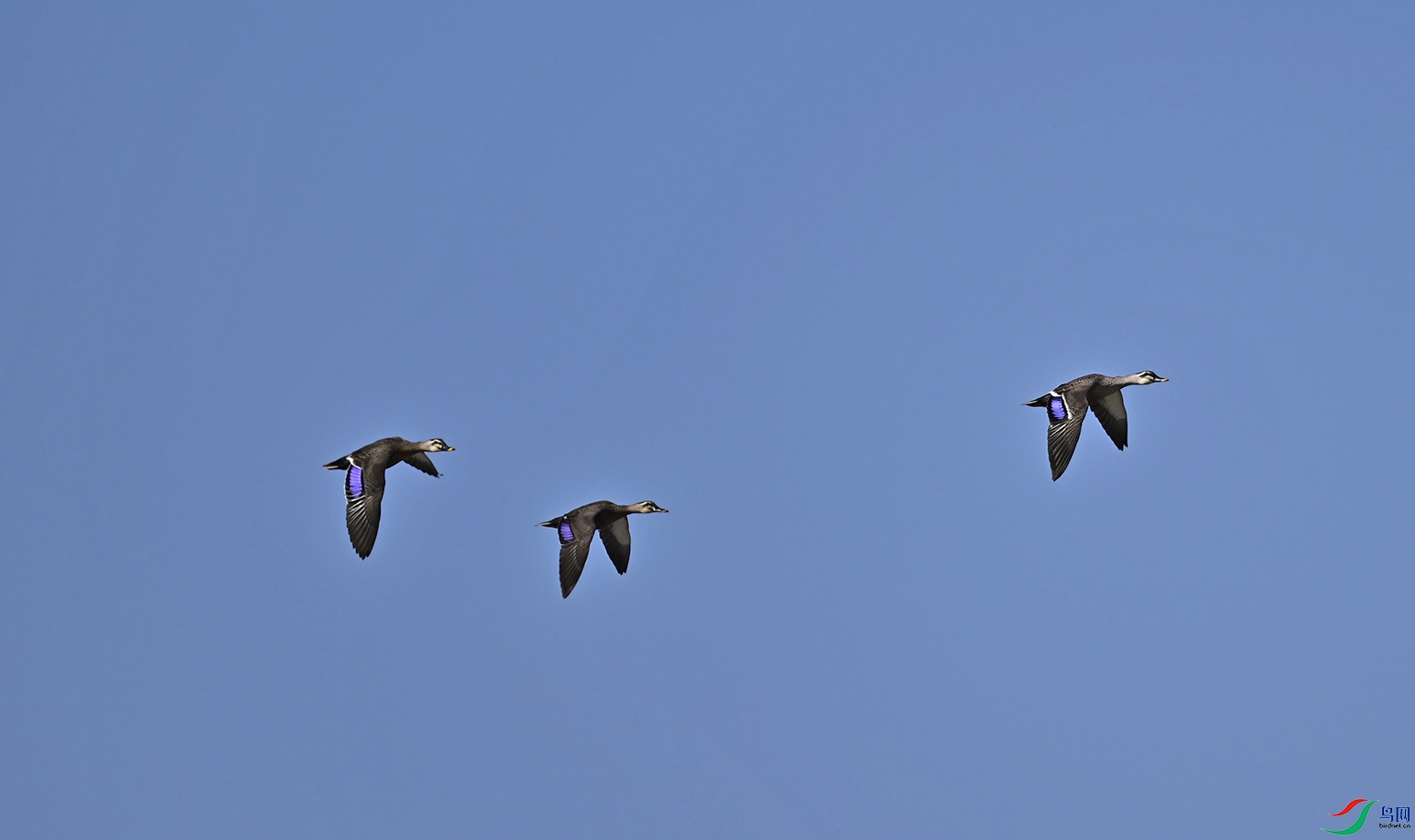 _DSC0192f.jpg