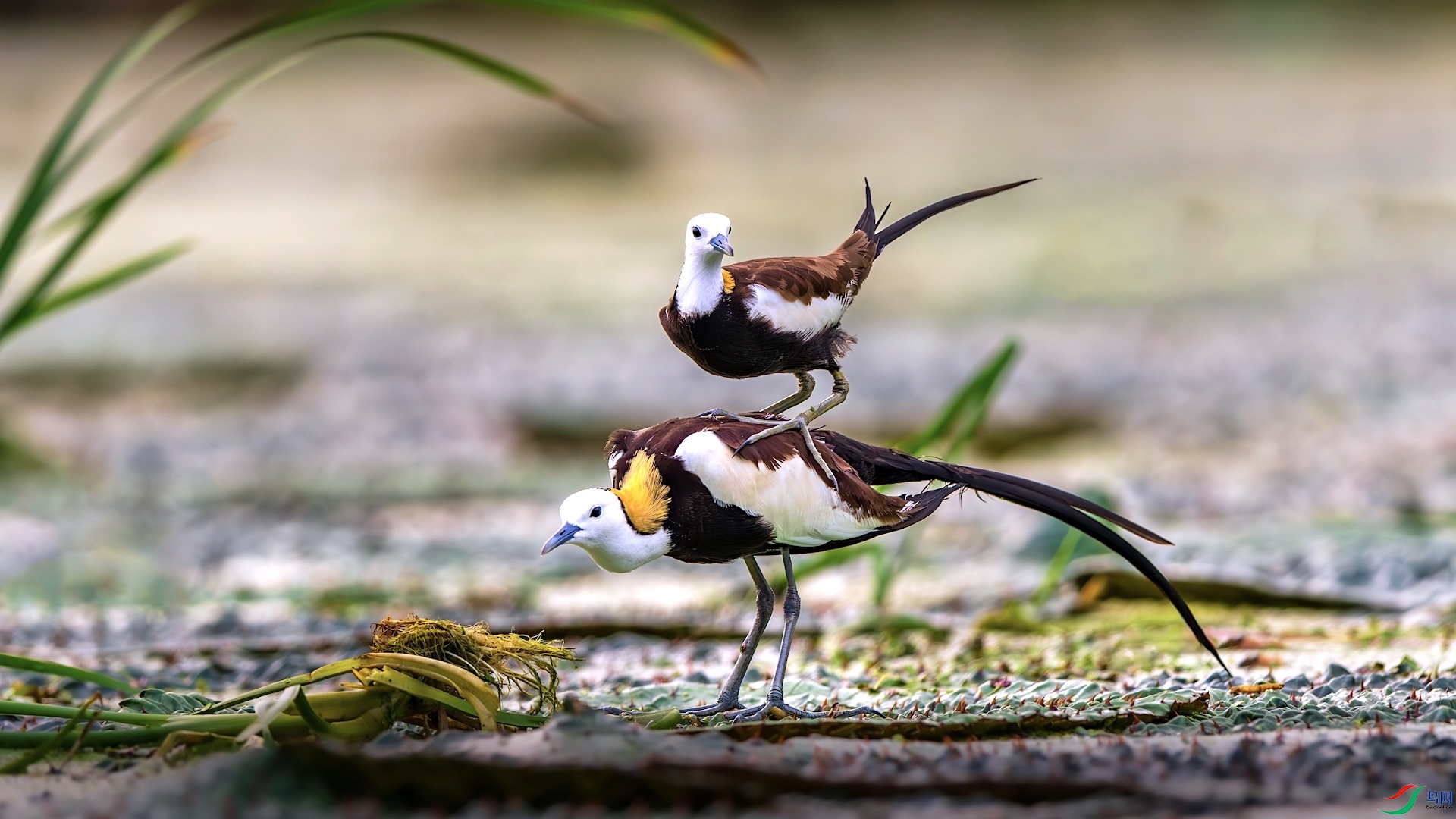 1_XXL6172-����ǿ-NR ����.jpg