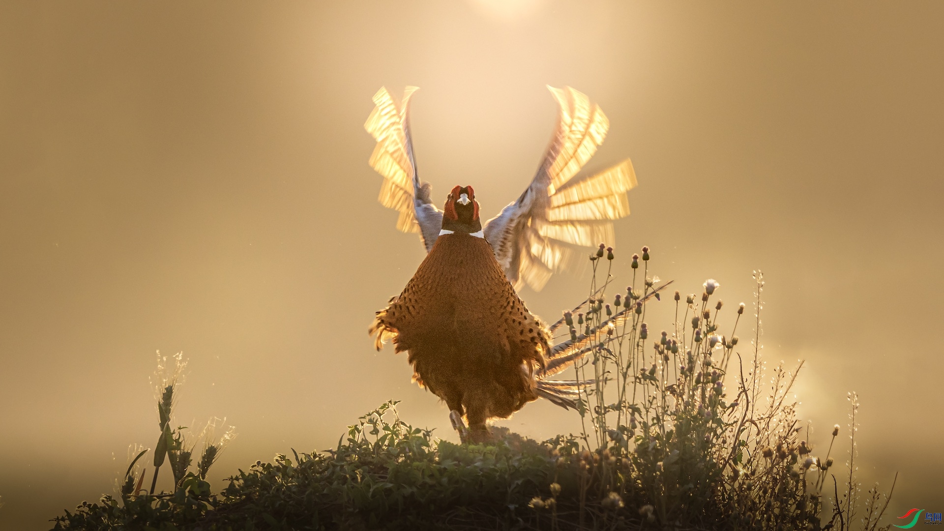 1-0659 ����.jpeg