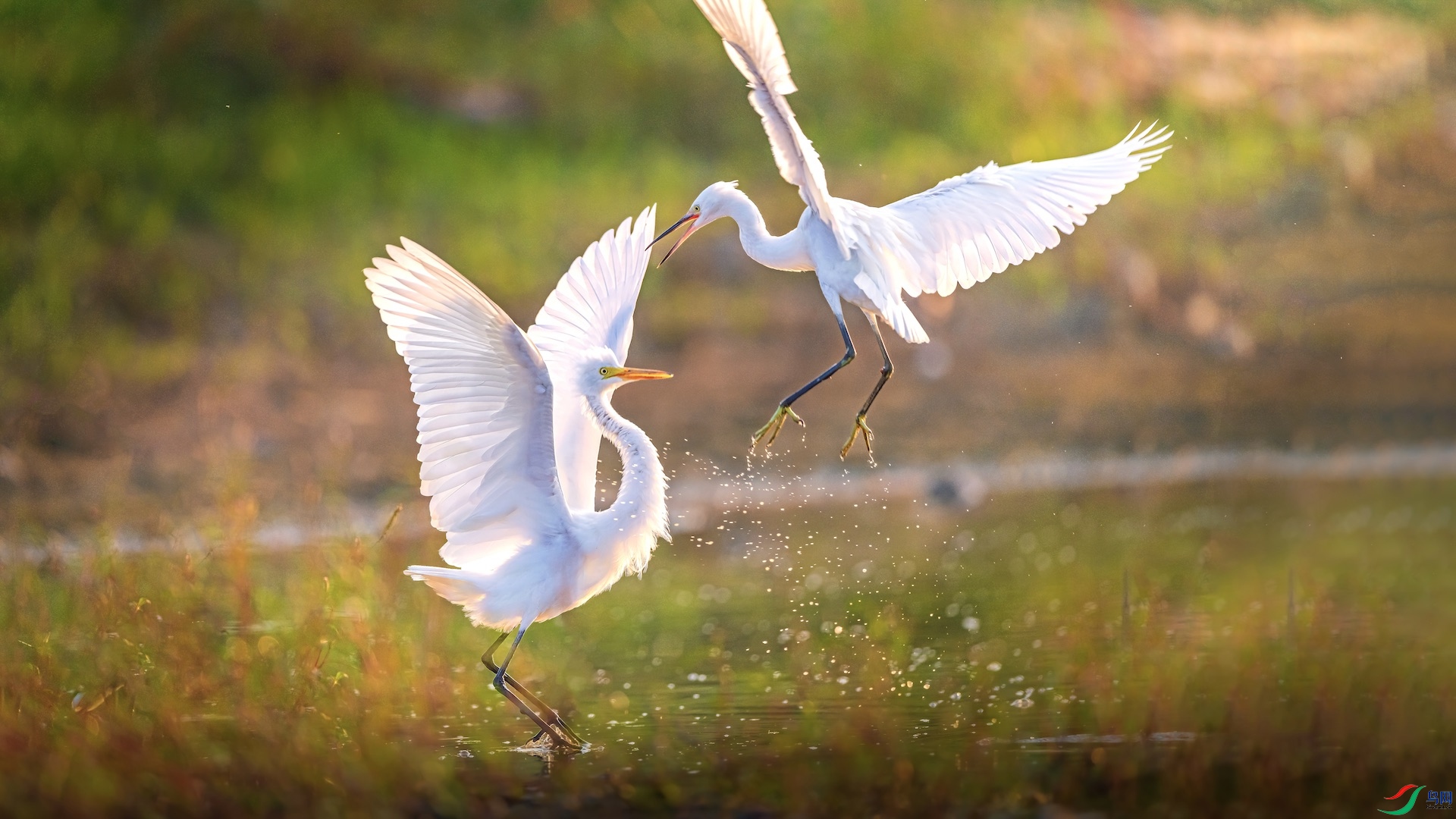 1XXL_3718-1 �����ĸ���.jpeg