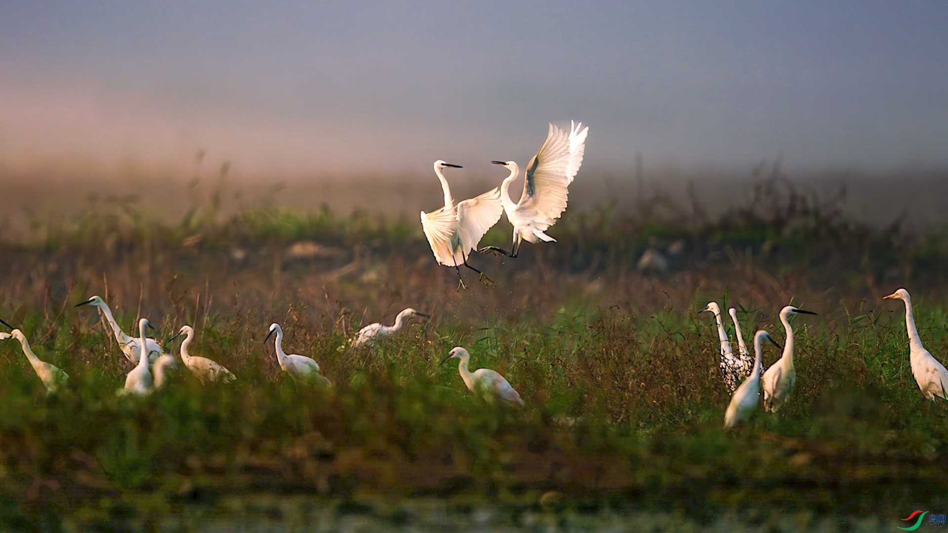 1XXL_7379-����ǿ-NR000 ����.jpeg