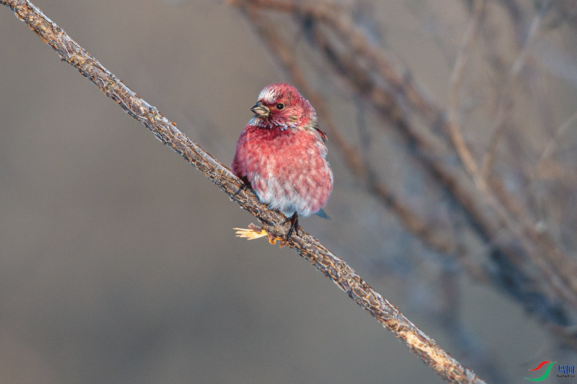 _DSC4010.gif