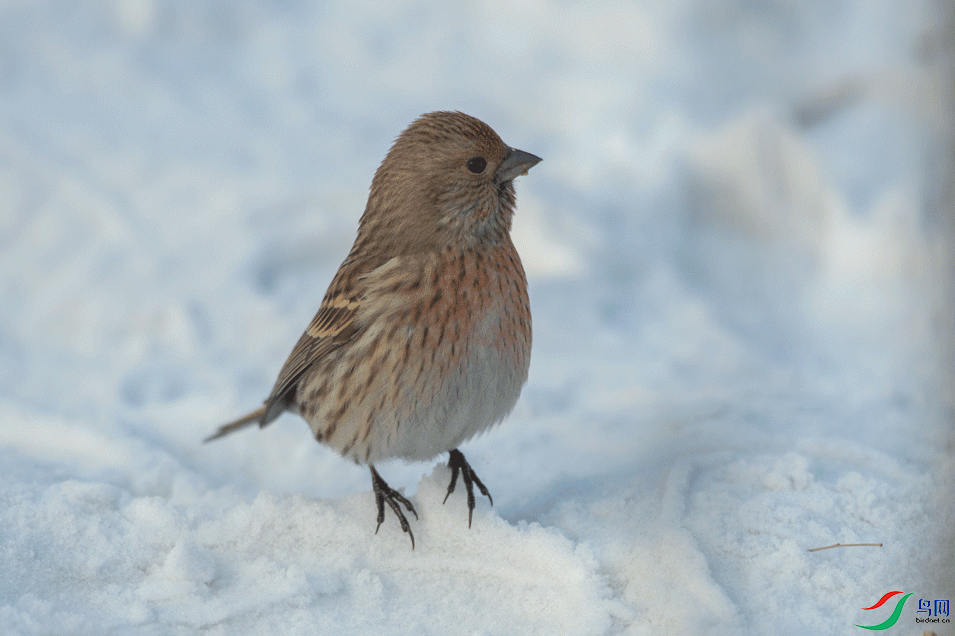 _DSC4130.gif
