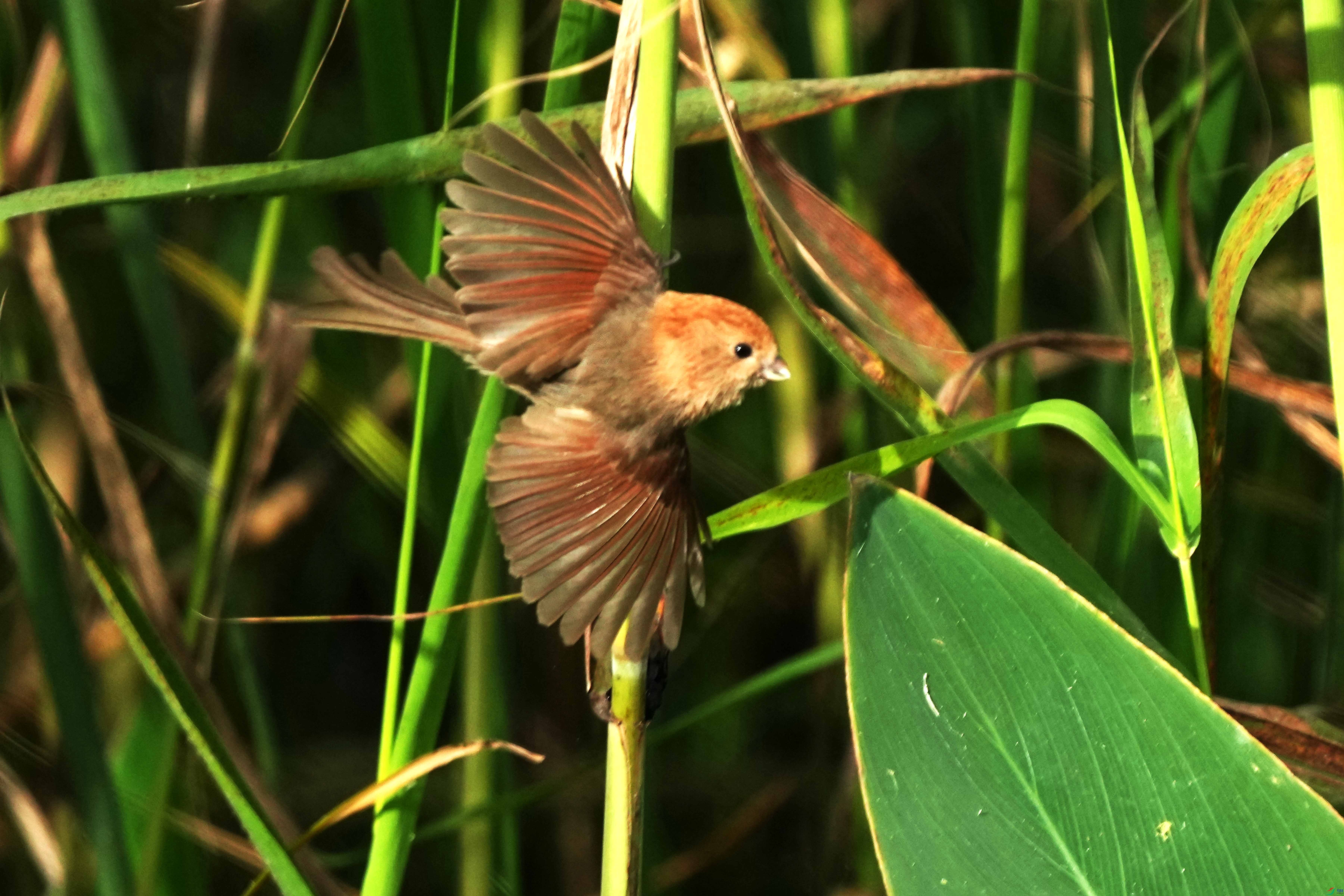 026DSC04574 ����.jpg