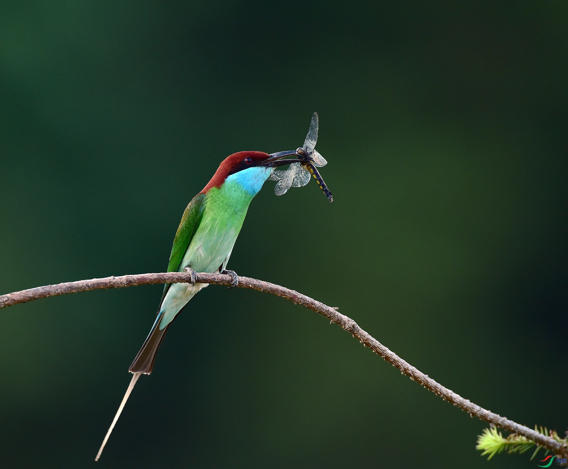 D8I_2533.jpg