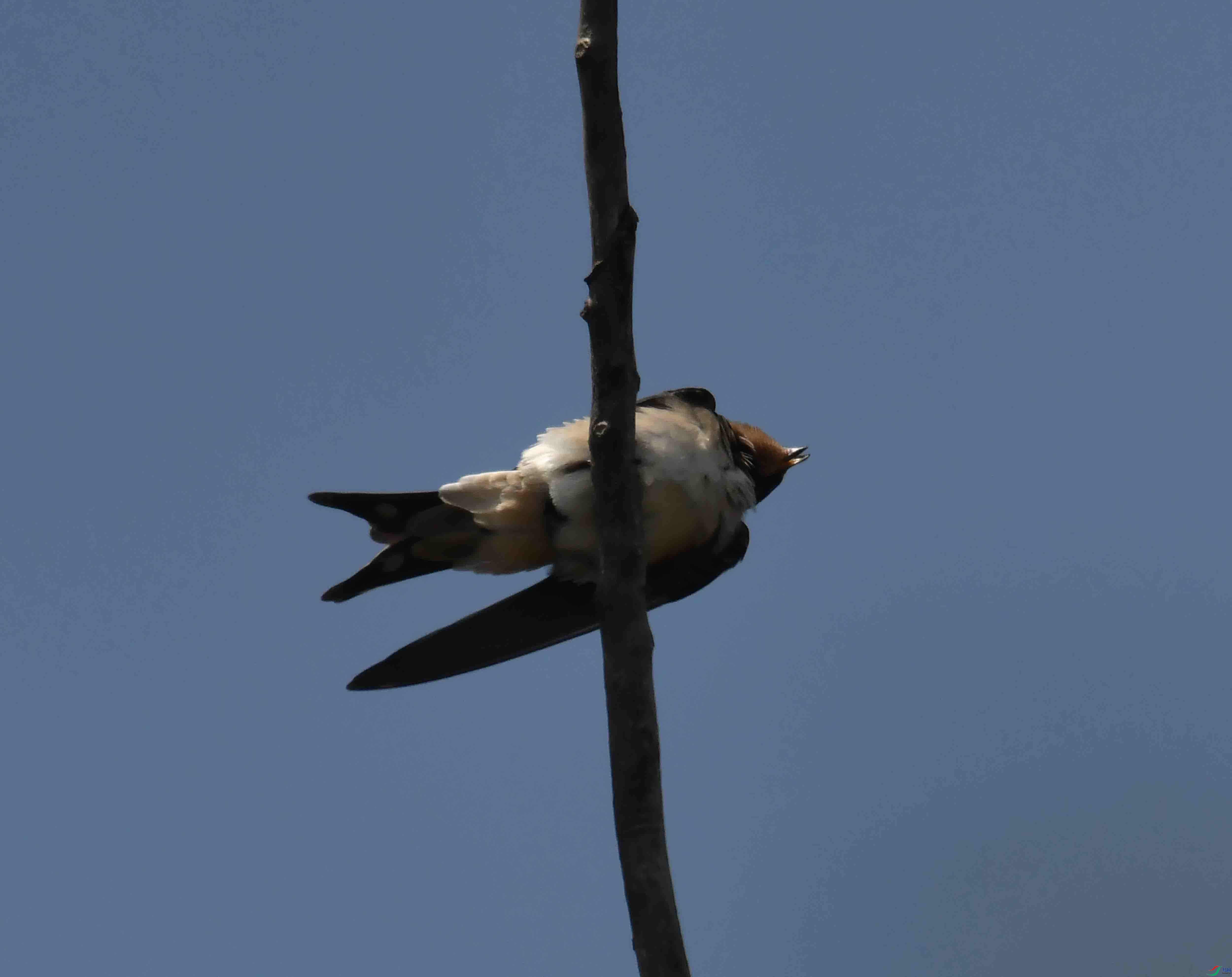 DSC_6571.JPG