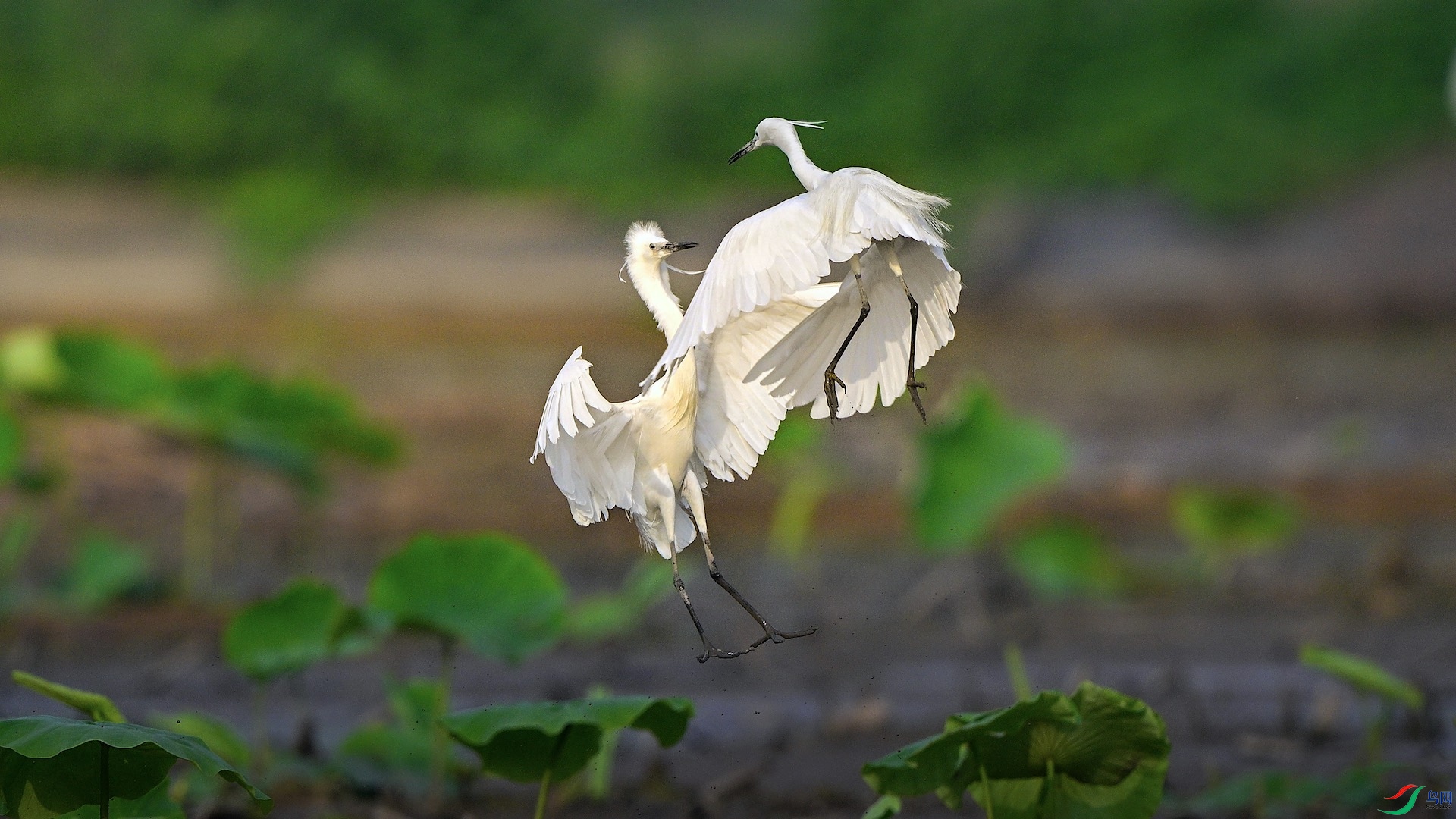 1_XXL5773 ���� 2.jpeg