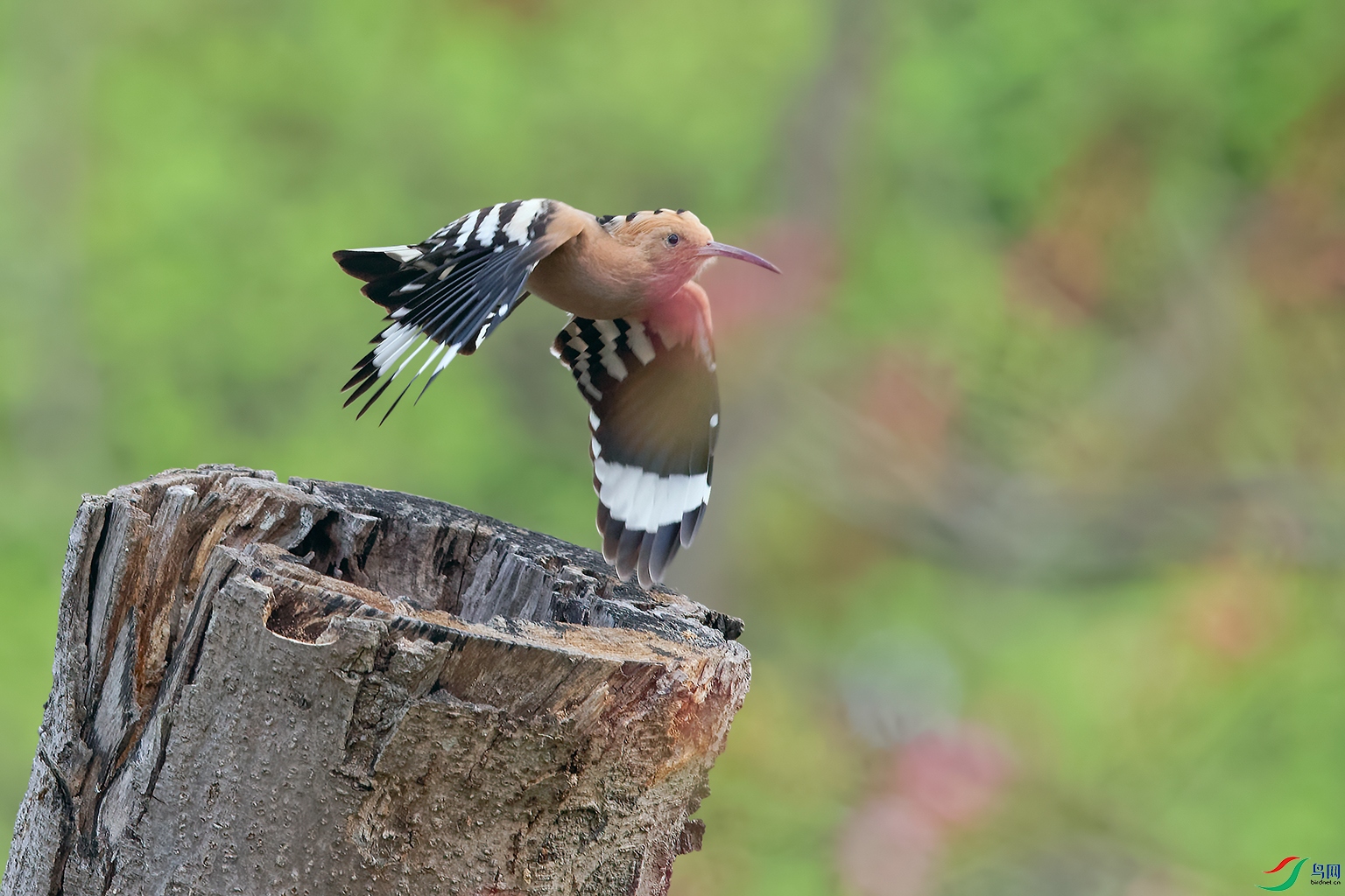 DSC_8500_DxOa4.jpg
