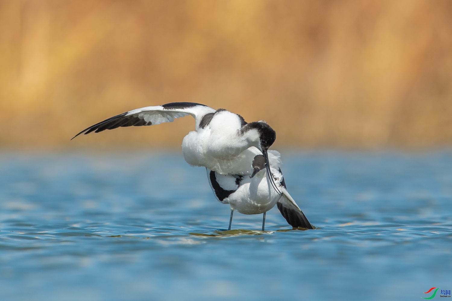 ������ ���� 0459 ���� ��һ.jpg