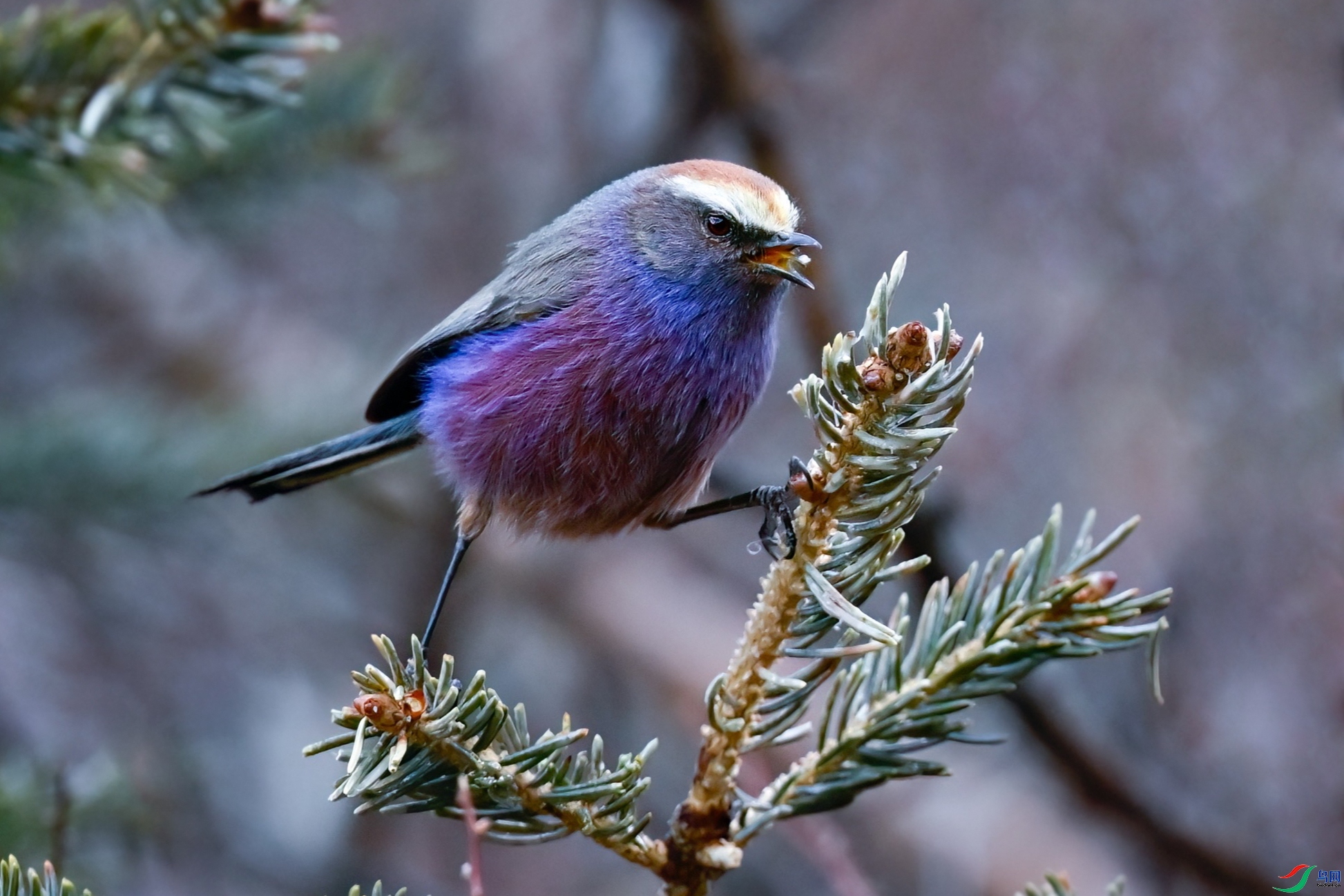 ��ԭС��-����ȸݺ ���� �չ�����-���� ����.jpeg