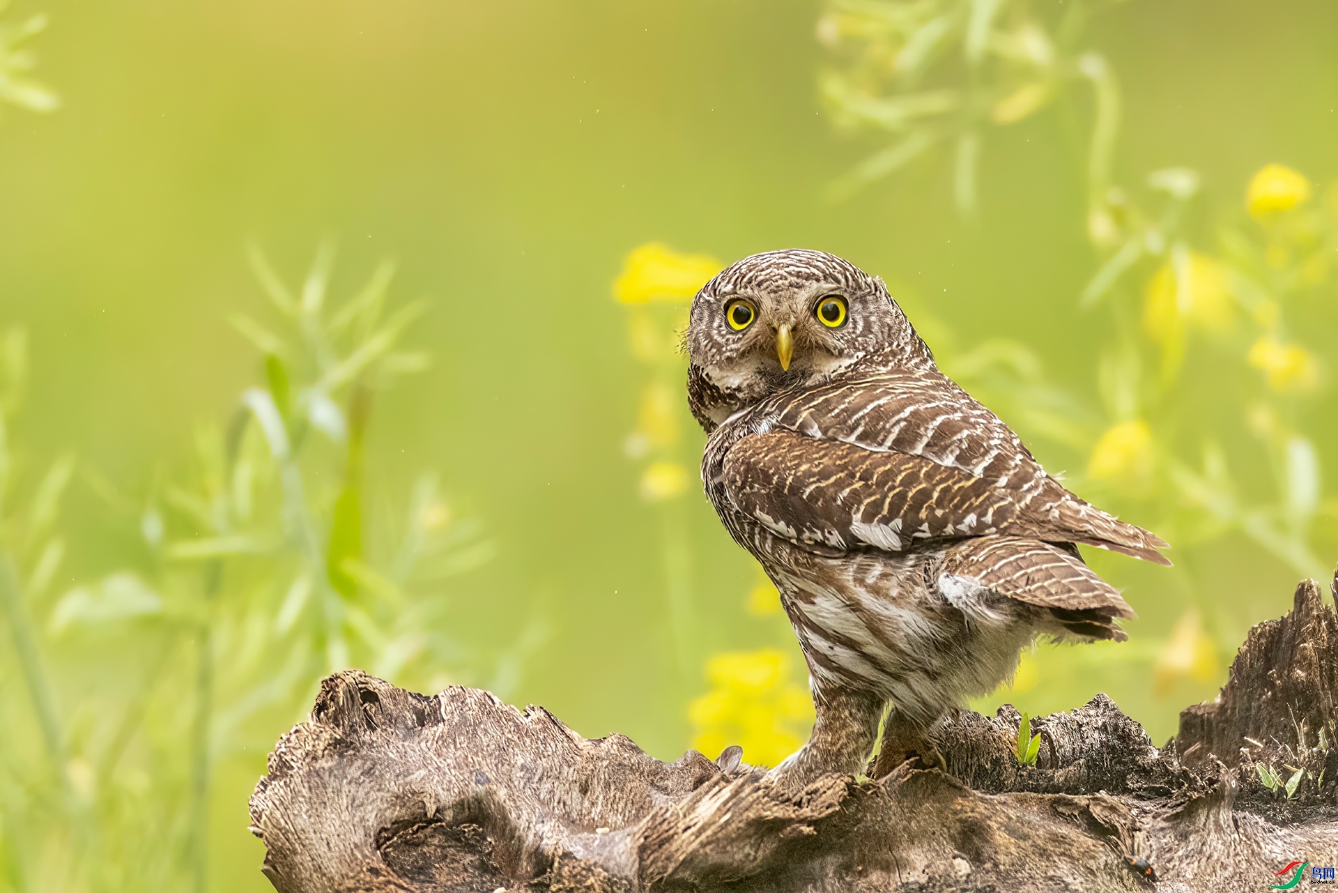 �簲�й�����VIP��  ���� Ҫ�� ����.jpg